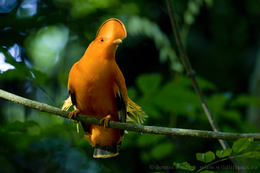 Canon EF 500mm F4L IS USM sample photo. Guianan cock-of-the-rock photography