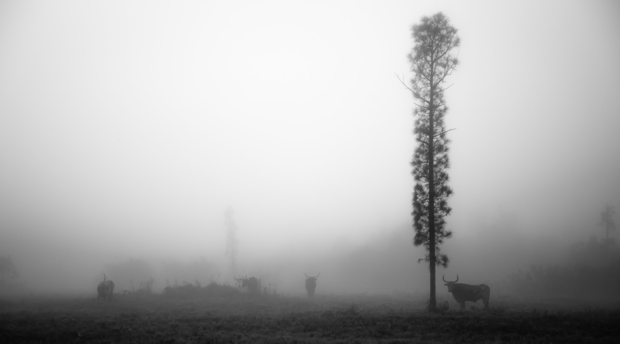 Canon EOS 6D + Canon EF 28-80mm f/3.5-5.6 sample photo. Morning fog photography