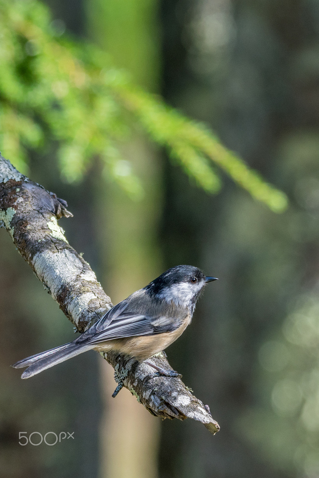Sigma 150-600mm F5-6.3 DG OS HSM | C sample photo. At the end of my branch photography