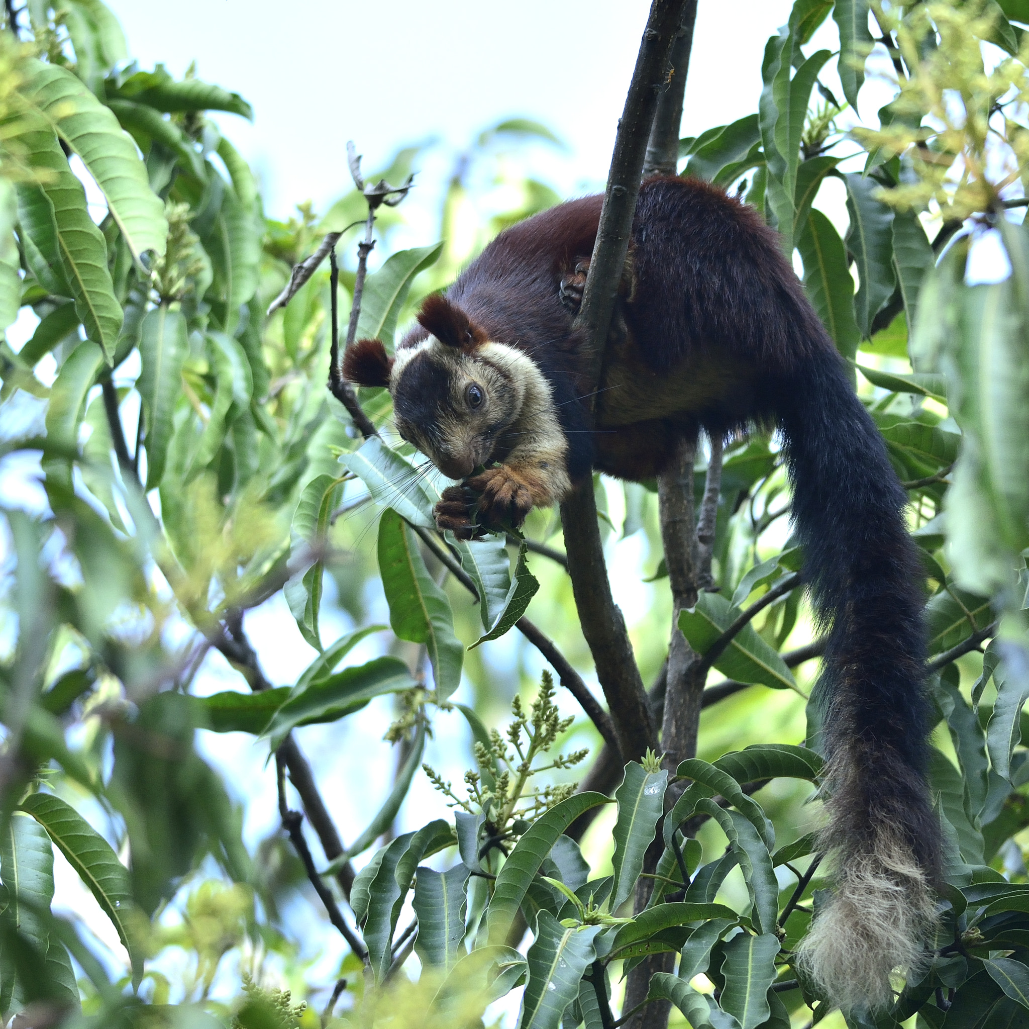 Nikon D5200 + Nikon AF-S Nikkor 300mm F4D ED-IF sample photo. Malabar giant squirrel photography