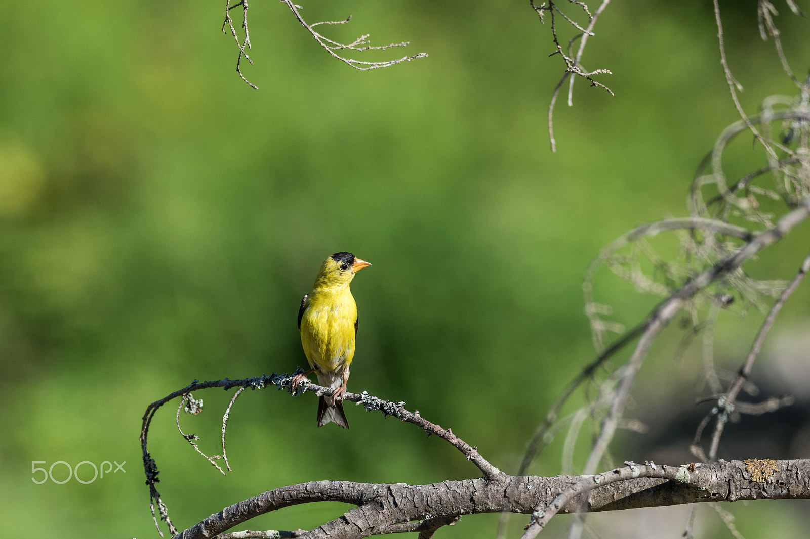 Sigma 150-600mm F5-6.3 DG OS HSM | C sample photo. I've got my eye on you photography
