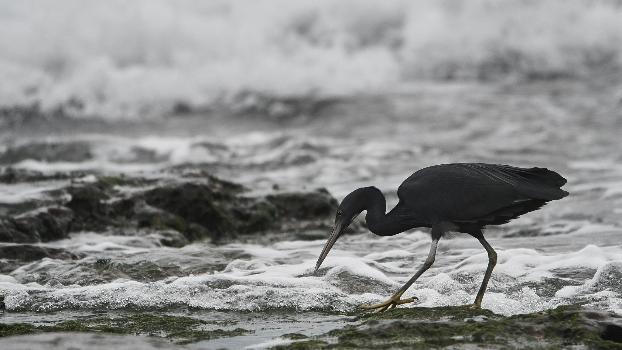 Sony a6000 + Sony DT 50mm F1.8 SAM sample photo. Pacific reef heron photography