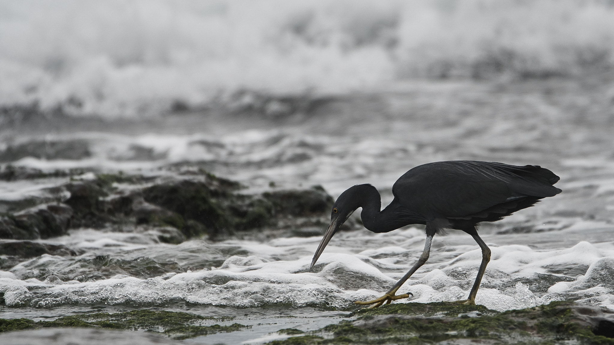 Sony a6000 sample photo. Pacific reef heron photography