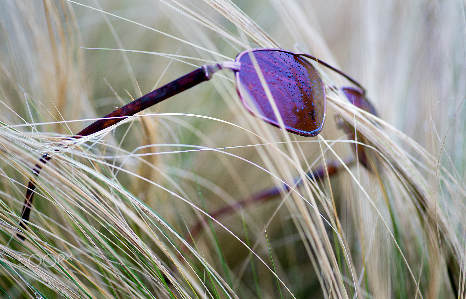 Tokina AT-X Pro 100mm F2.8 Macro sample photo. Pointless photography
