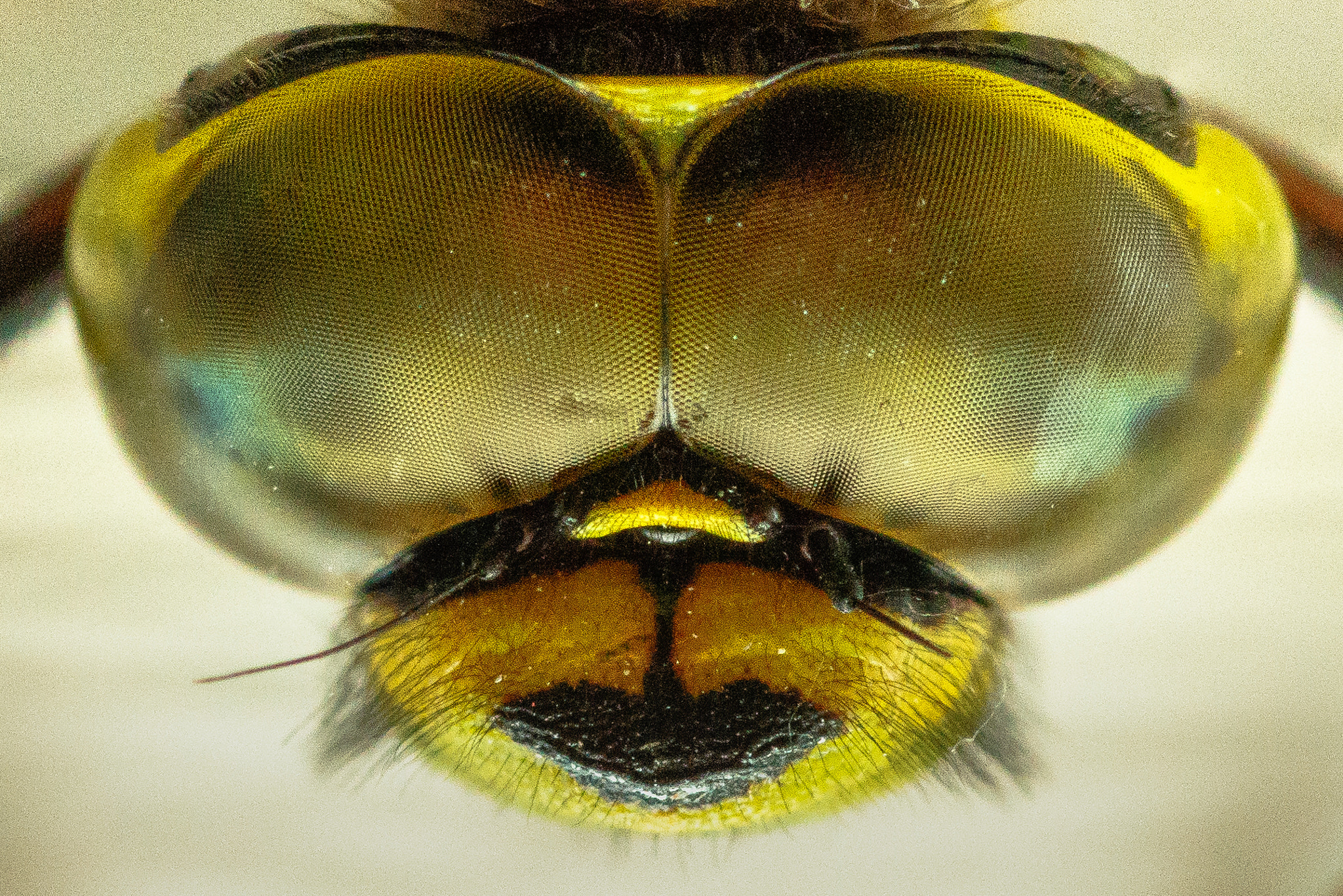 Canon EF 100mm F2.8 Macro USM sample photo. Hawker dragonfly photography
