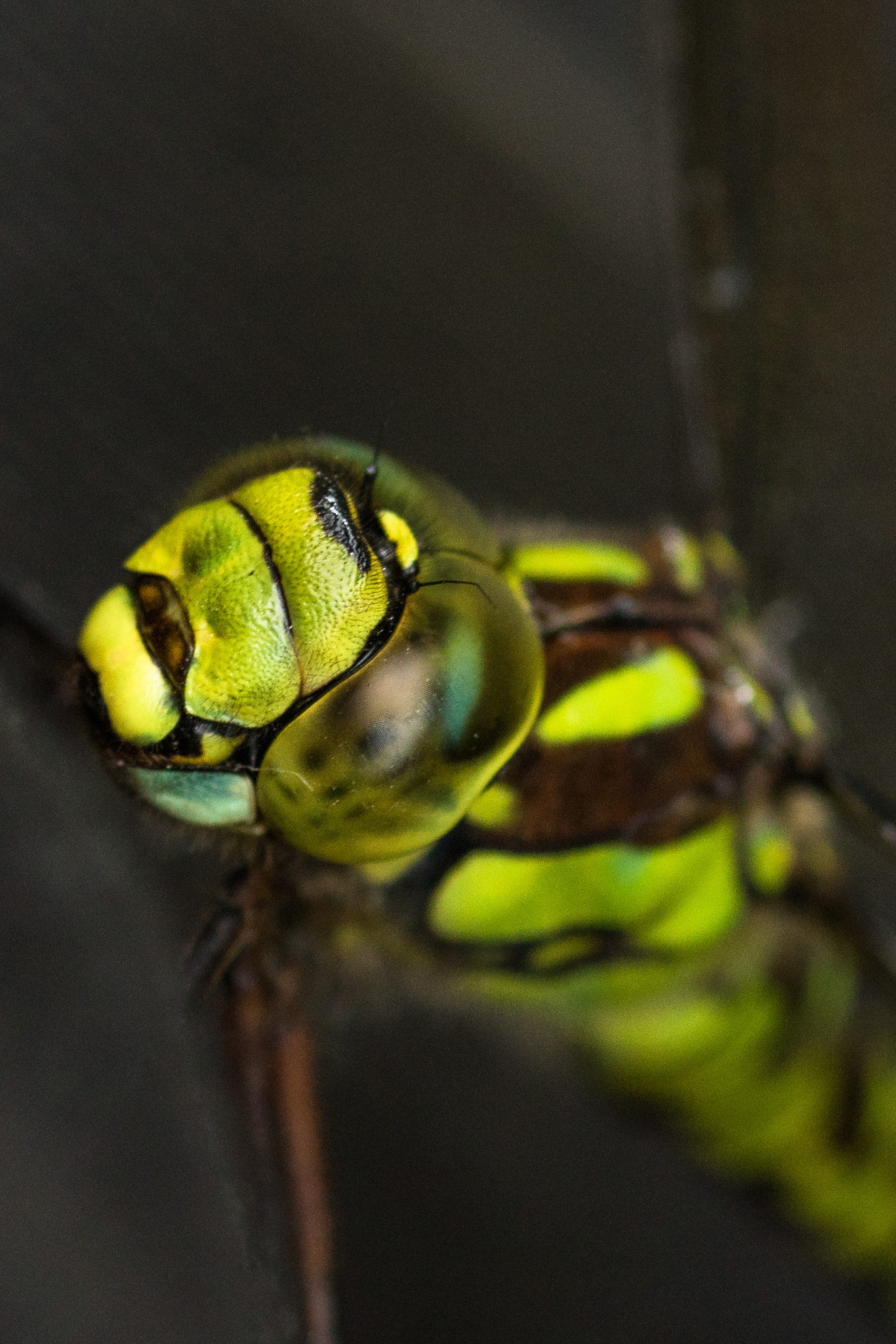 Canon EOS 7D Mark II + Canon EF 100mm F2.8 Macro USM sample photo. Hawker dragonfly photography