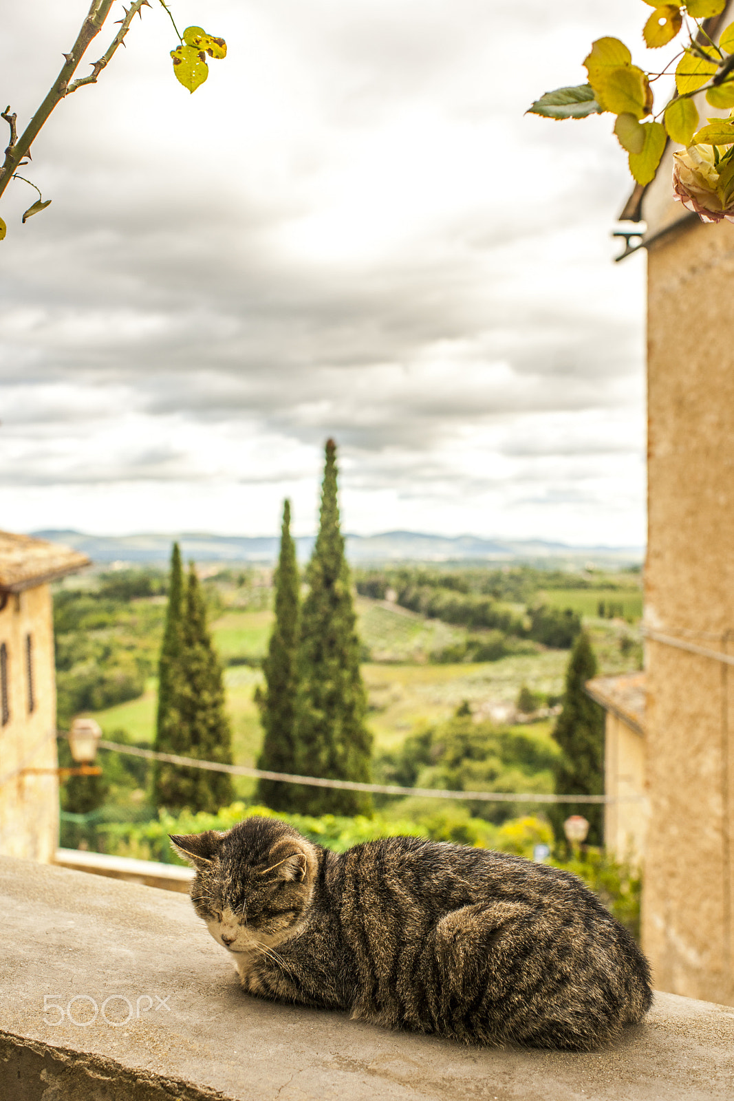Sony 35mm F1.4 G sample photo. The cat of volterra photography