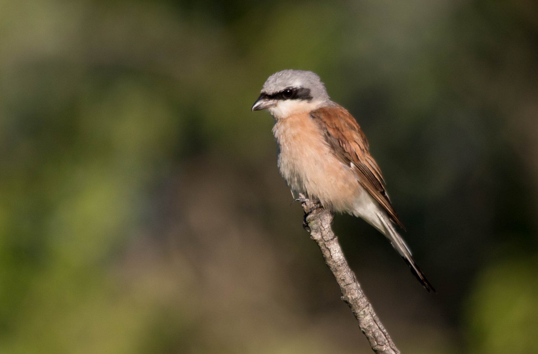 Canon EOS 750D (EOS Rebel T6i / EOS Kiss X8i) + Sigma 150-500mm F5-6.3 DG OS HSM sample photo. Red backed shrike photography