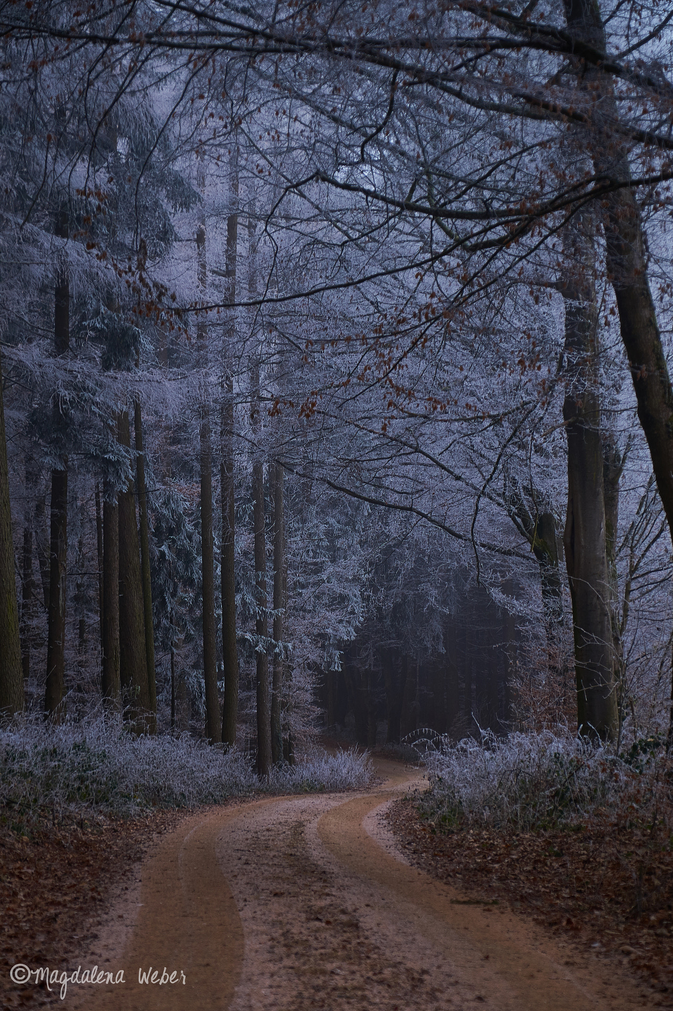 Sony DT 18-200mm F3.5-6.3 sample photo. Frosty forest photography