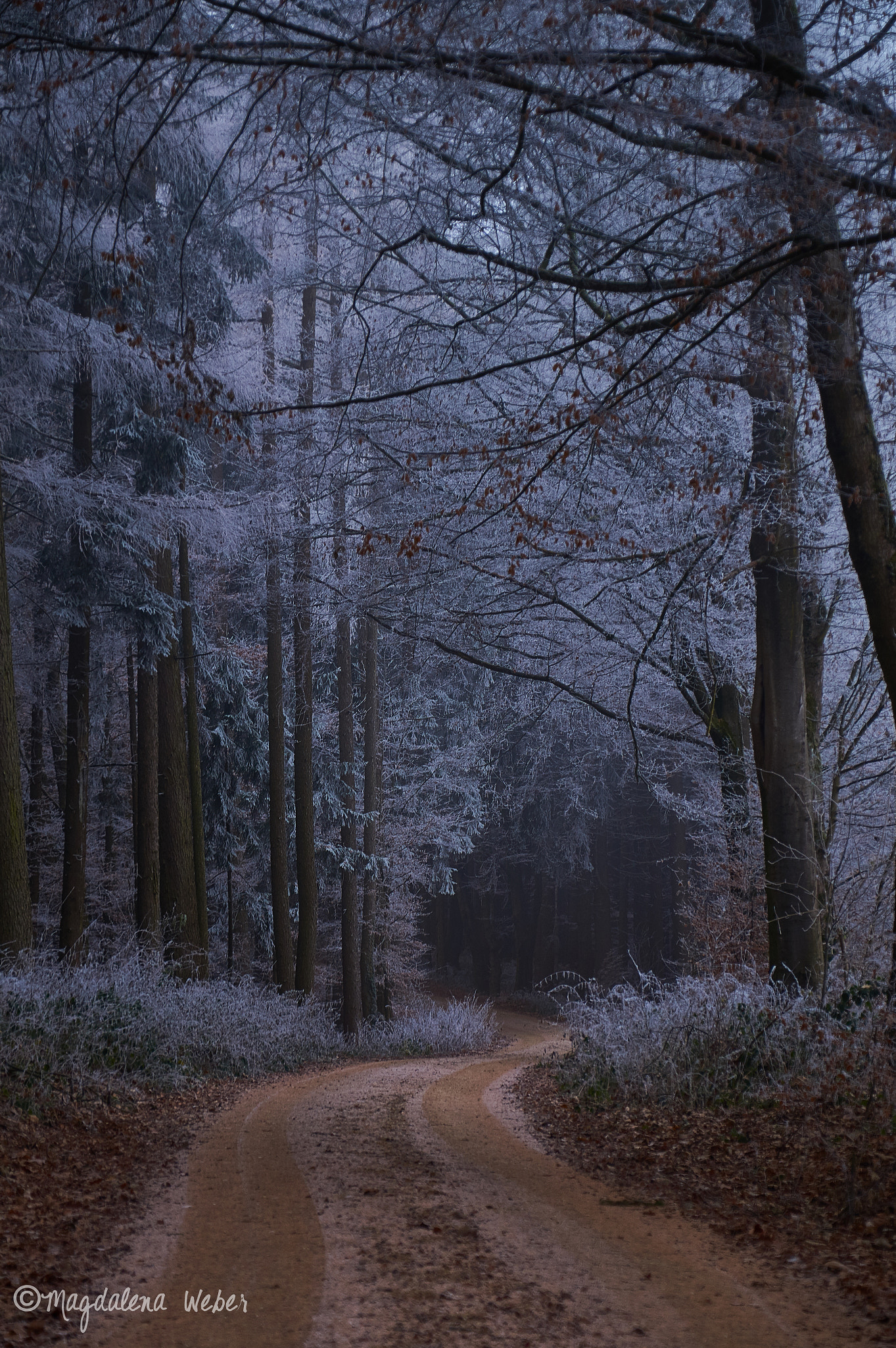 Sony SLT-A58 + Sony DT 18-200mm F3.5-6.3 sample photo. Frosty forest photography