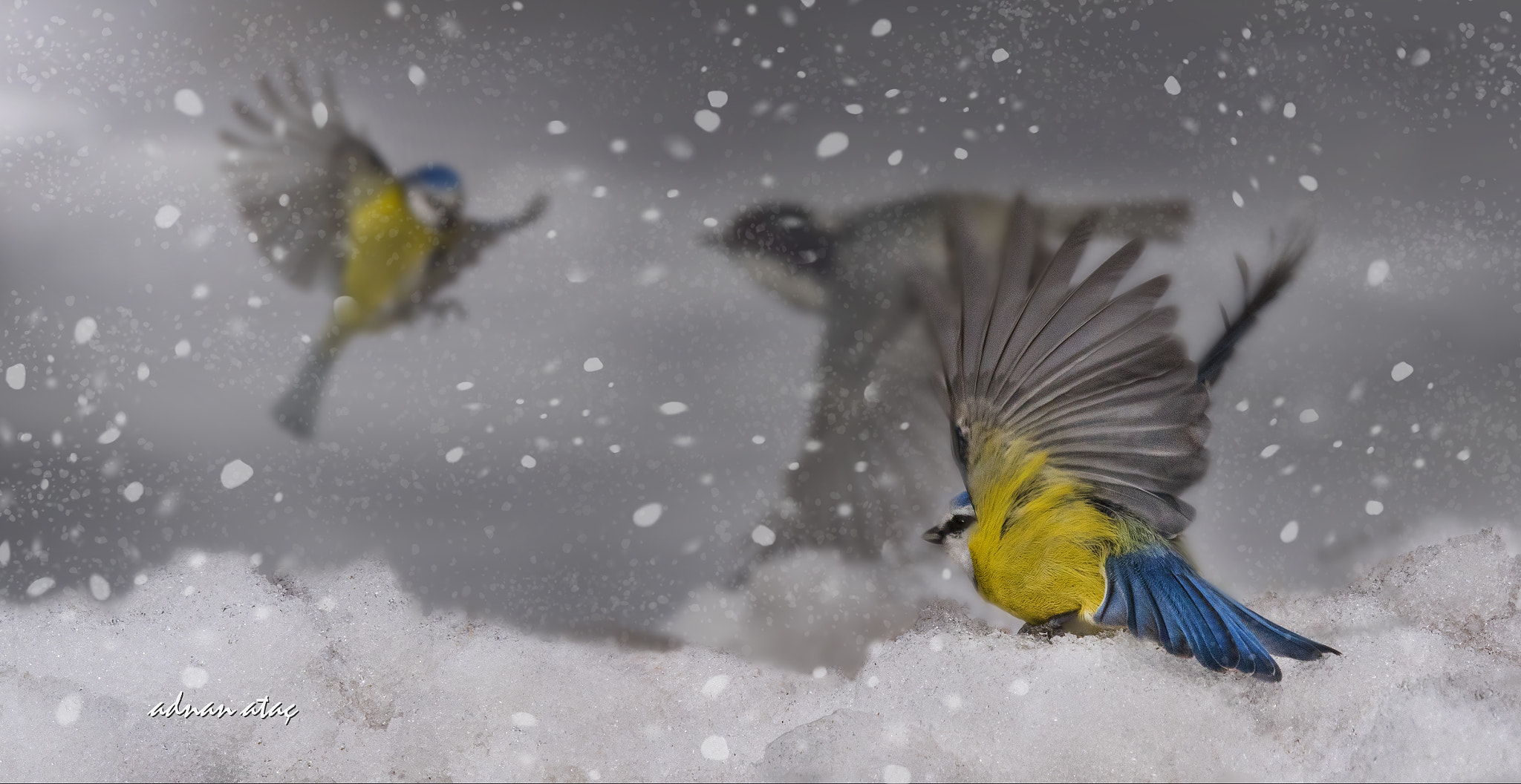 Sigma 150-600mm F5-6.3 DG OS HSM | S sample photo. Mavi baştankara - eurasian blue tit - cyanistes caeruleus photography