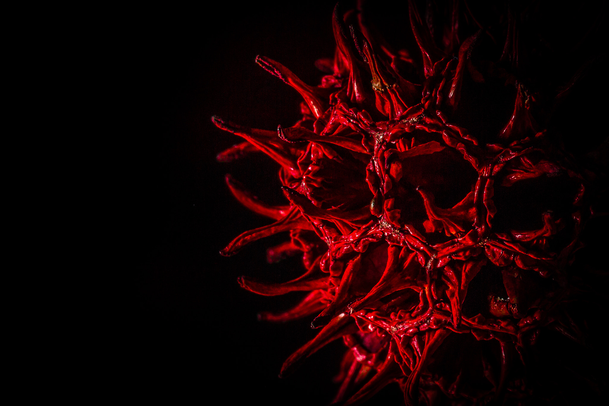 Canon EF 100mm F2.8L Macro IS USM sample photo. Sweetgum seed pod photography