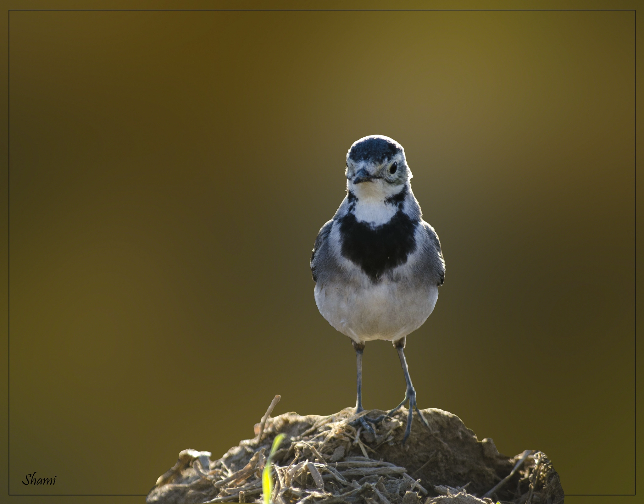 Nikon AF-S Nikkor 300mm F2.8G ED VR II sample photo. Angery bird photography