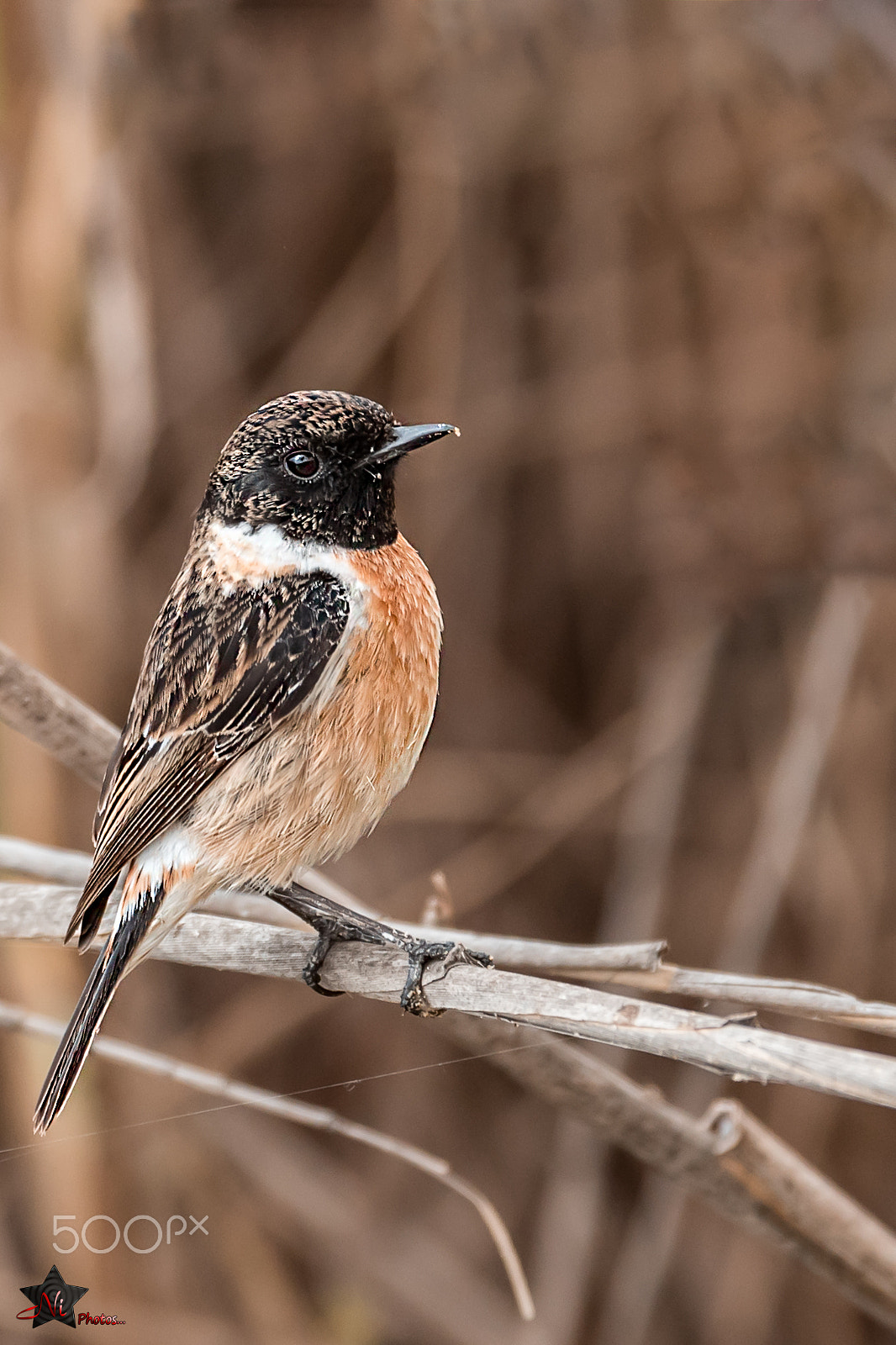 Nikon AF-S Nikkor 600mm F4E FL ED VR sample photo. European stonechat photography