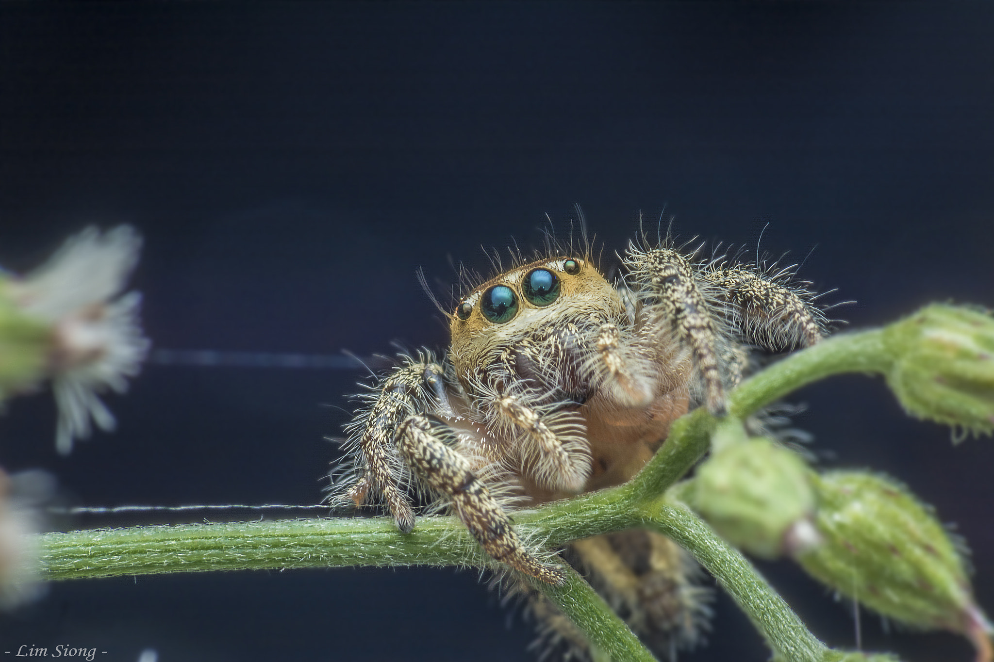 Sigma 70-300mm F4-5.6 APO DG Macro sample photo. Jumping spider photography