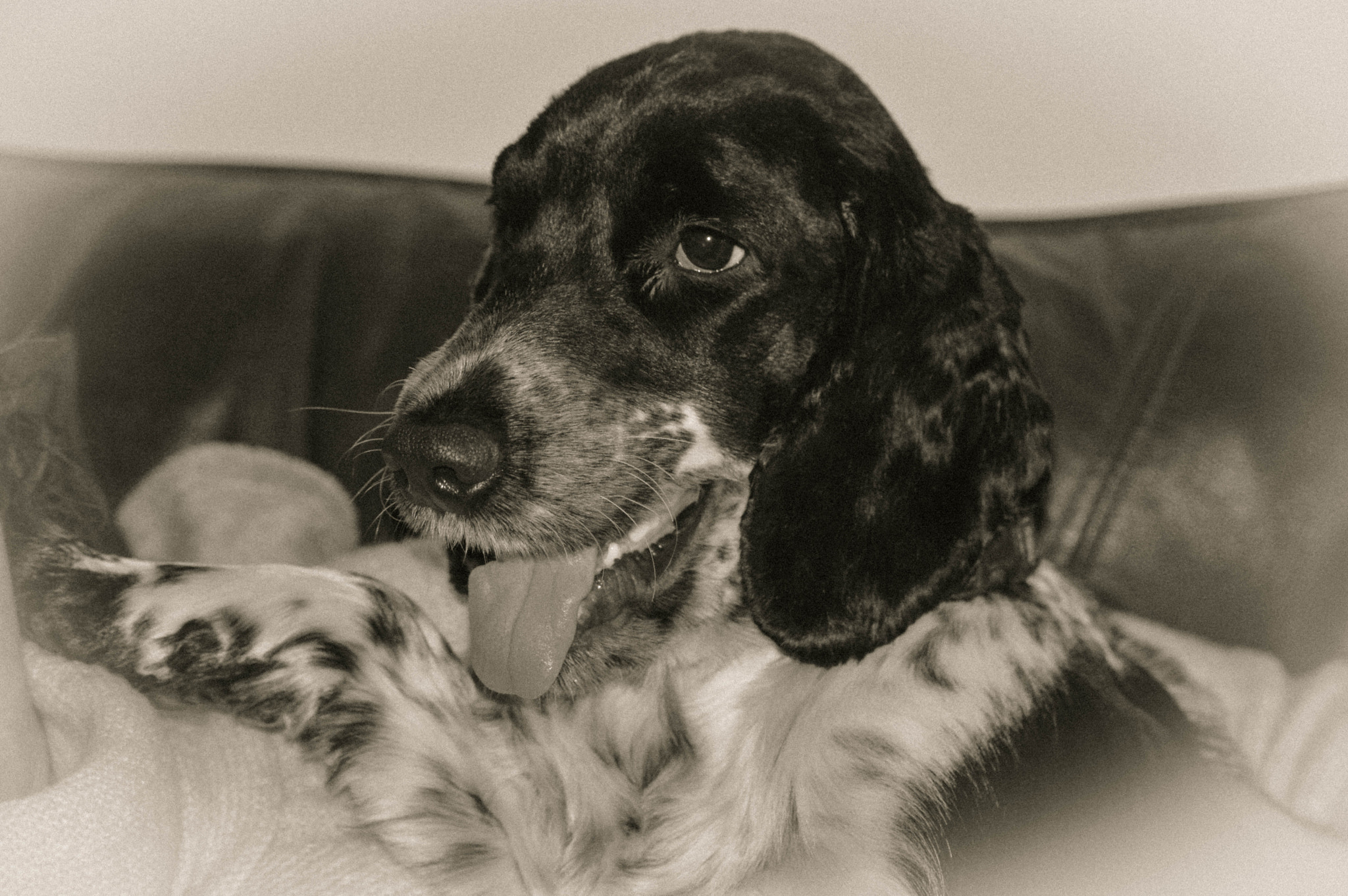 Nikon D3200 sample photo. My dog 'chip' photography