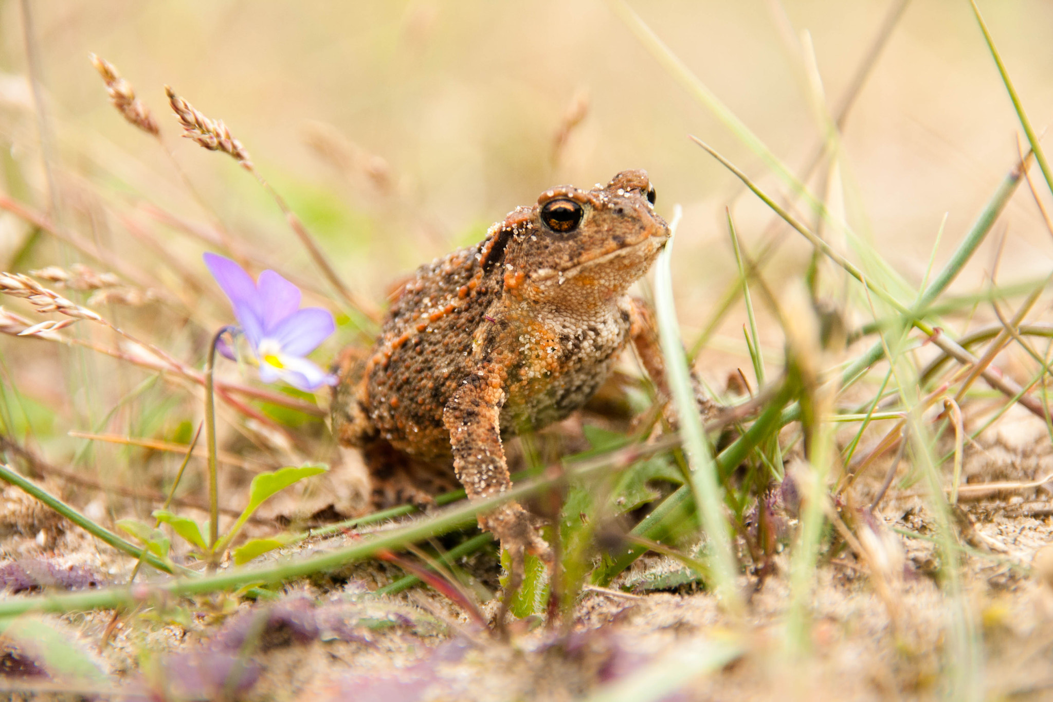 Sigma 18-200mm f/3.5-6.3 DC OS sample photo. Little big toad photography