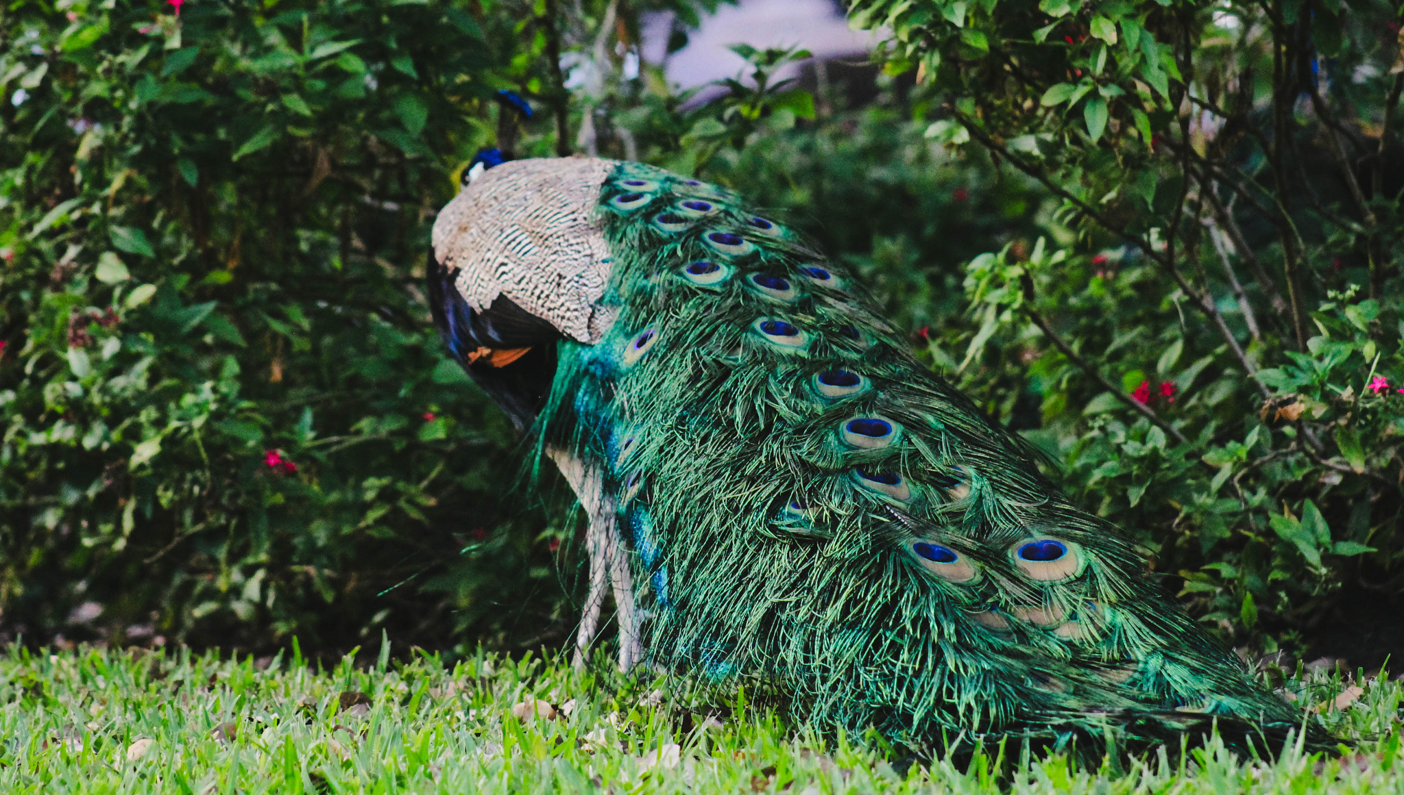 Canon EOS 7D + EF75-300mm f/4-5.6 sample photo. Peacock photography