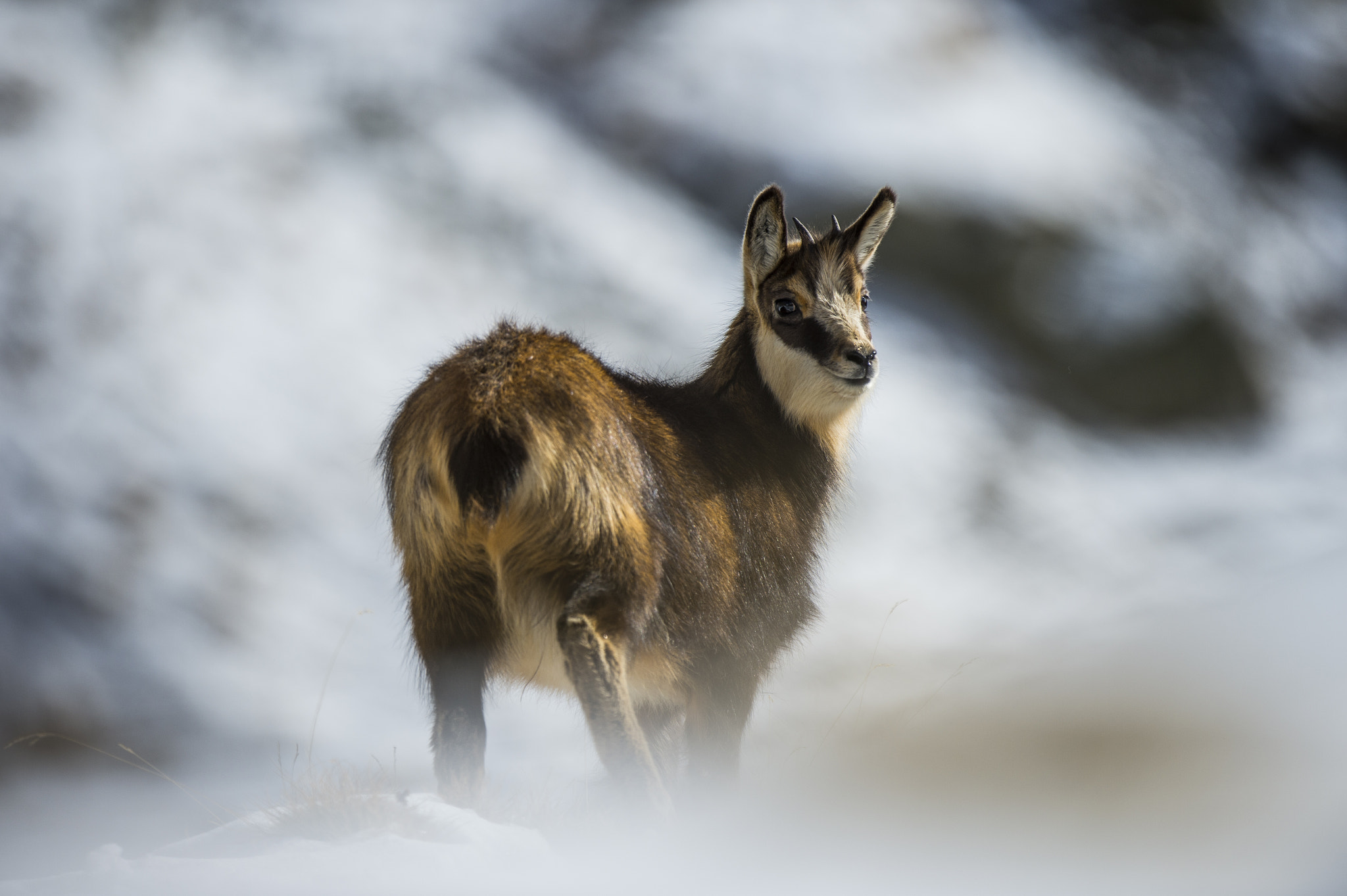 Nikon AF-S Nikkor 500mm F4G ED VR sample photo. Ibex photography