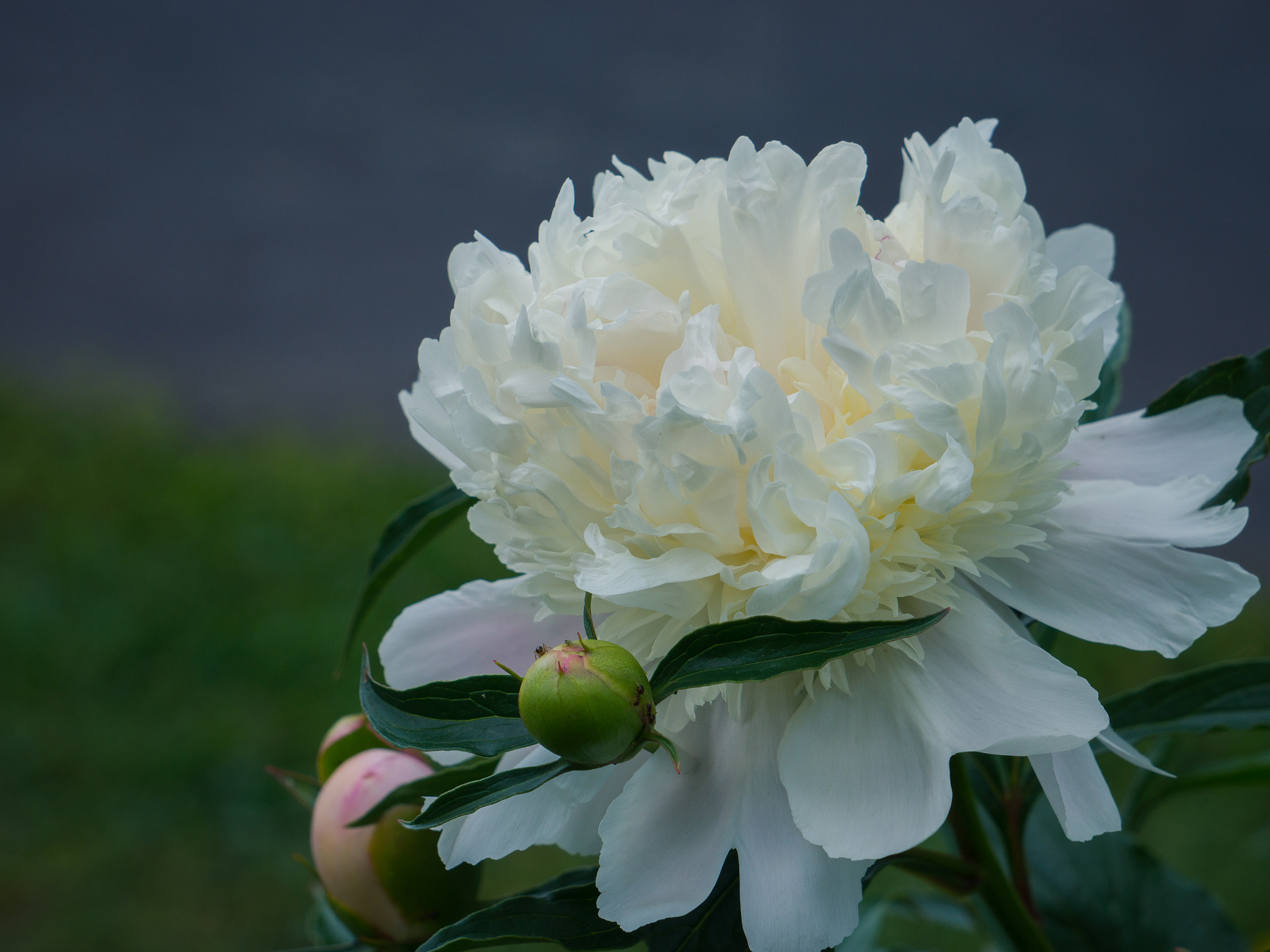 Sony Alpha NEX-7 + Sony E 55-210mm F4.5-6.3 OSS sample photo. Muted peony photography