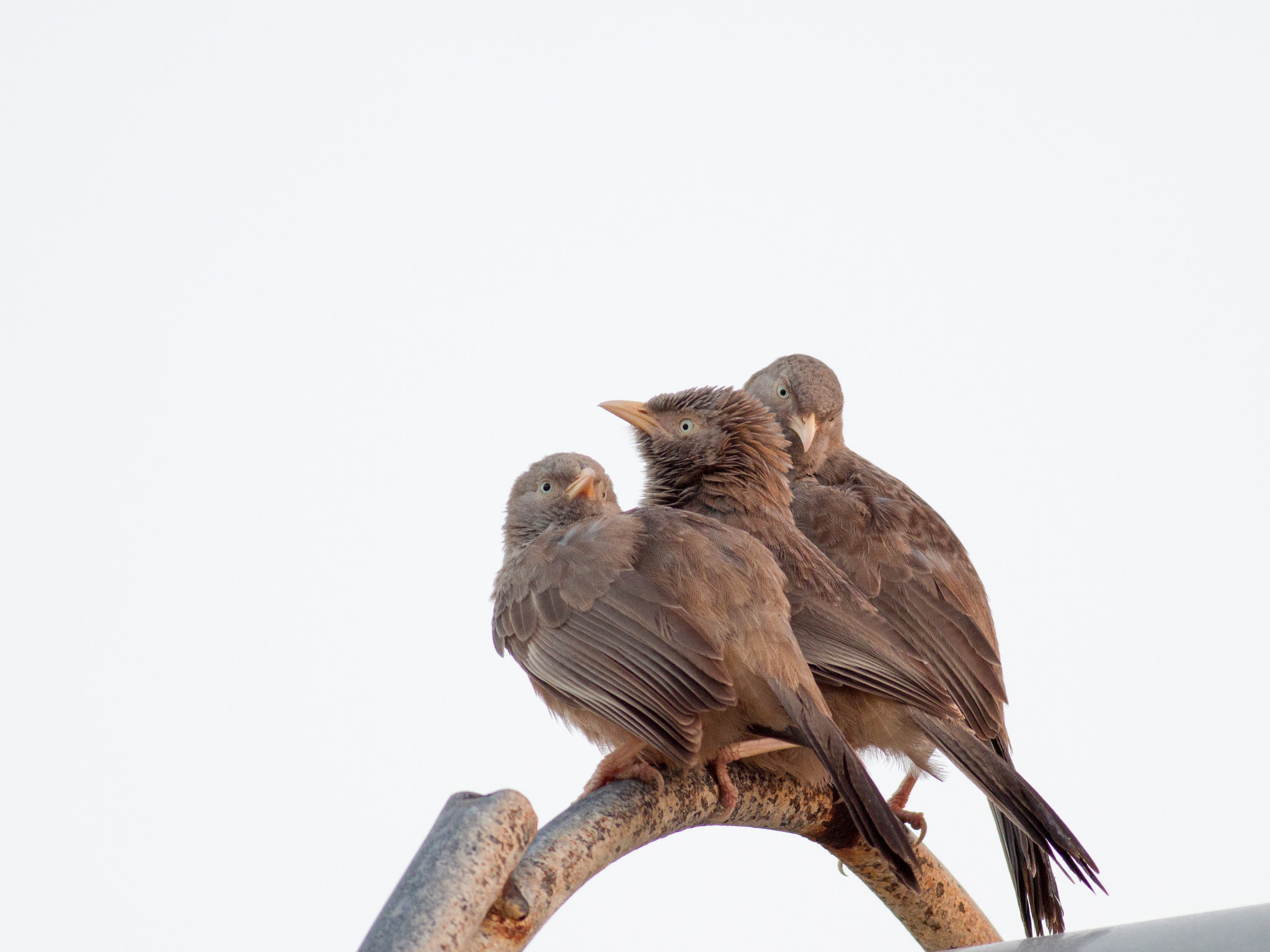Olympus OM-D E-M1 + Metabones 400/5.6 sample photo. Yellow-billed babblers photography