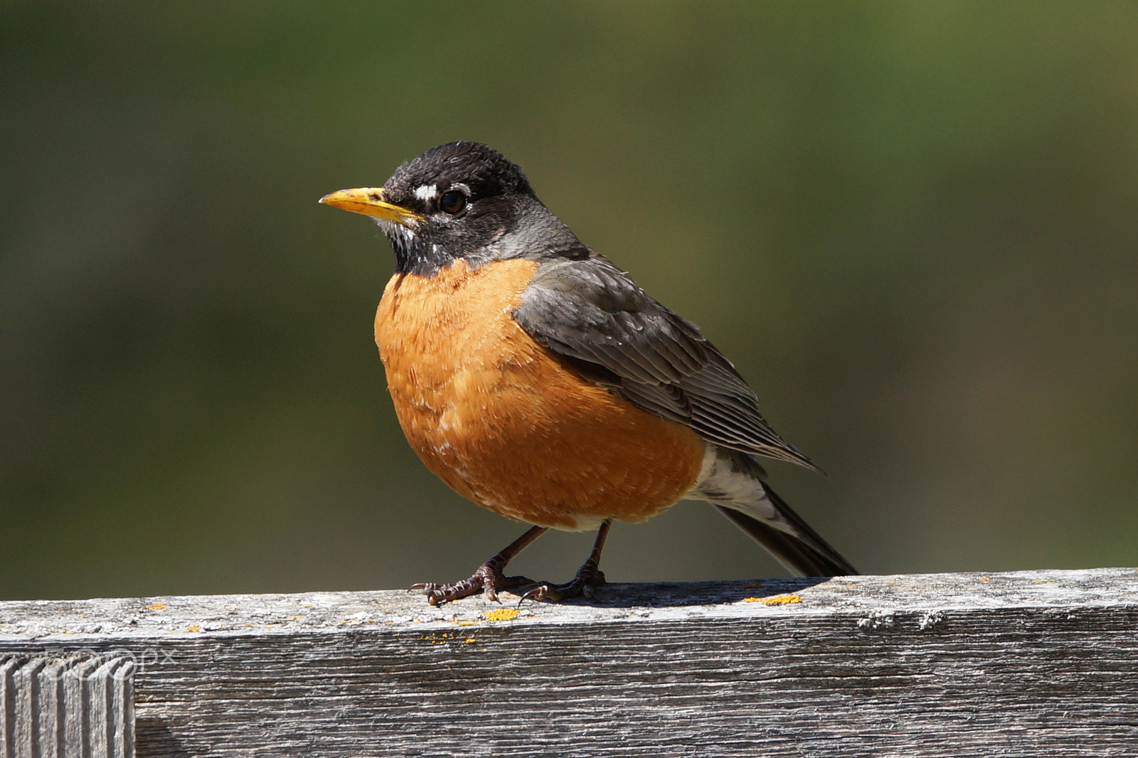 Sony a99 II sample photo. Bird photography