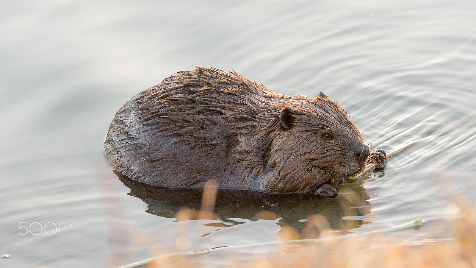 Sony a99 II + Sony 70-400mm F4-5.6 G SSM sample photo. Animals photography