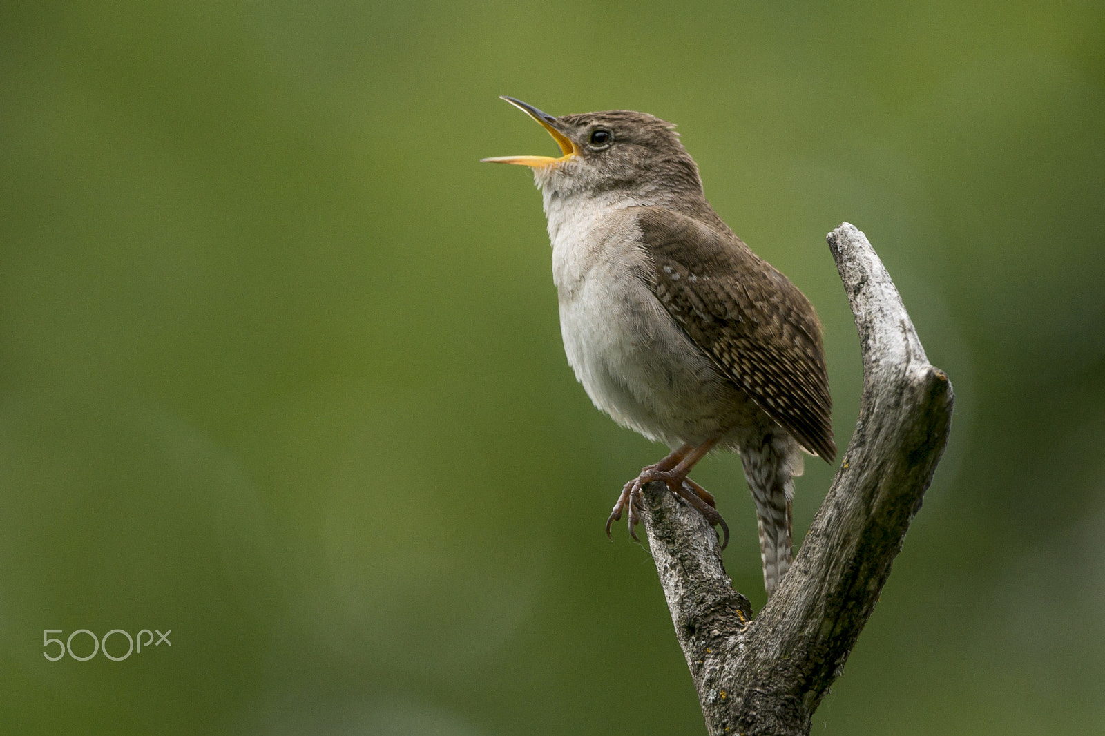 Sony a99 II + Sony 70-400mm F4-5.6 G SSM sample photo. Animals photography