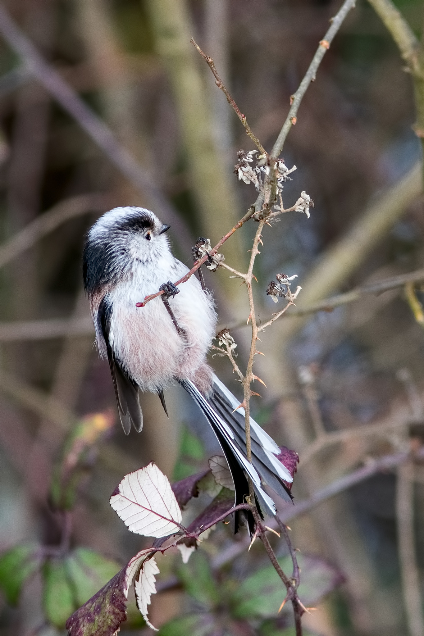 Canon EOS 5D Mark IV sample photo. Long-tailed tit photography