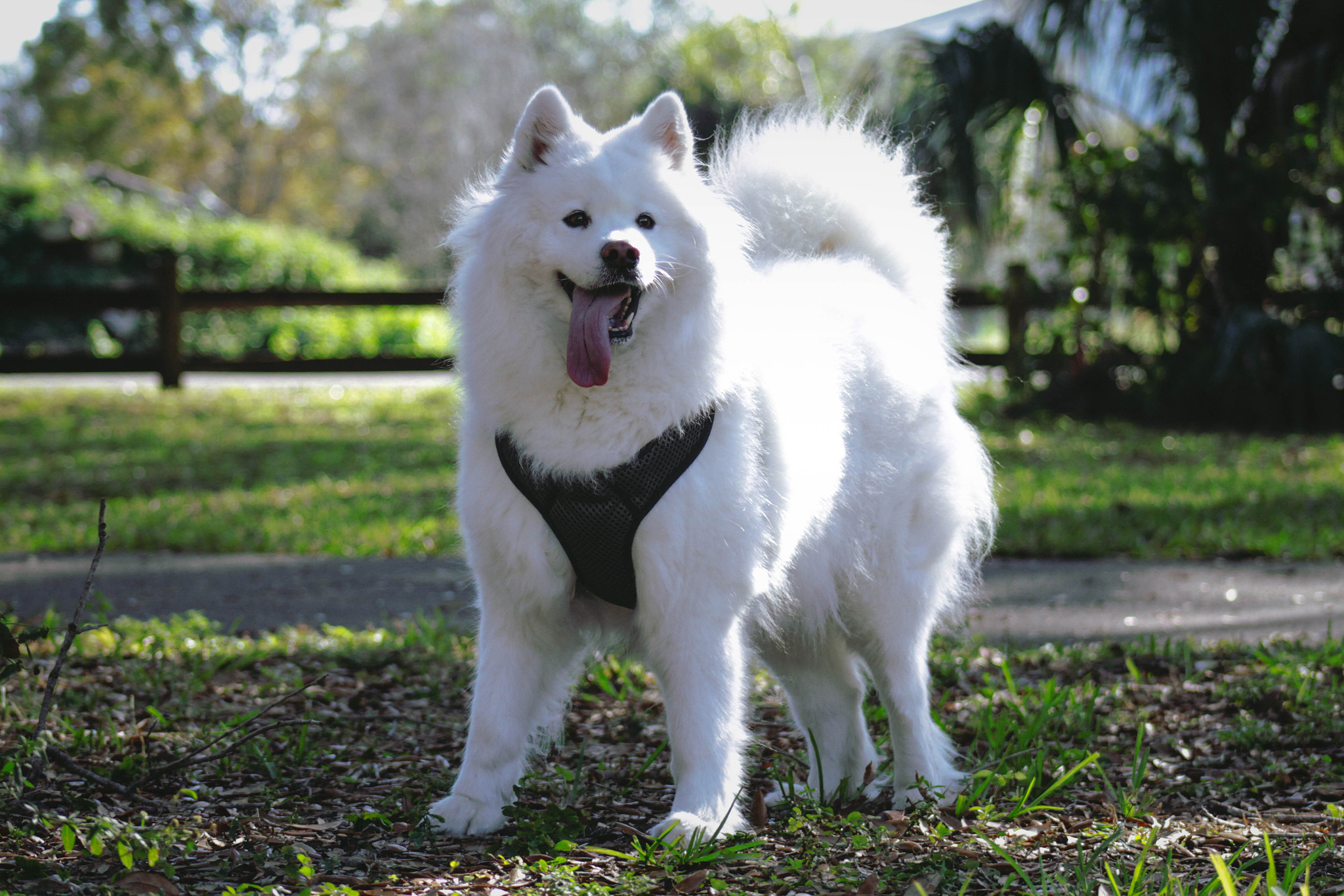 Canon EOS 7D + EF75-300mm f/4-5.6 sample photo. Polar bear in miami photography