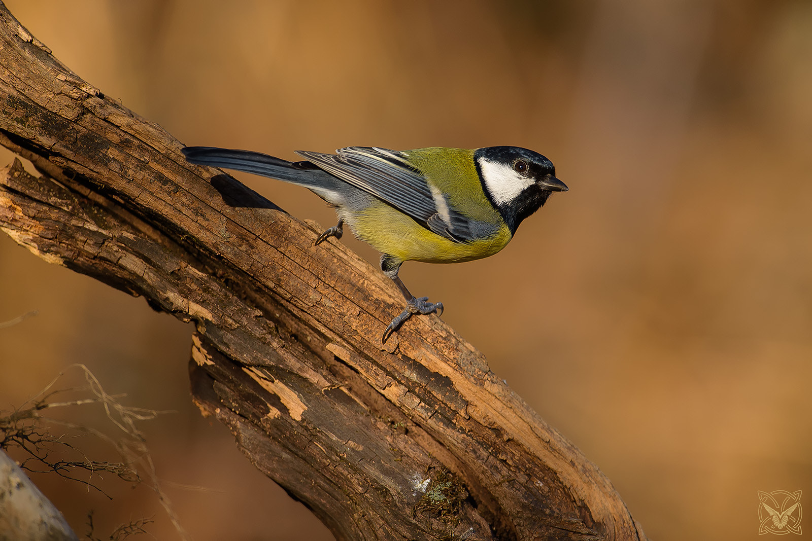 Nikon D4S + Nikon AF-S Nikkor 600mm F4G ED VR sample photo. Parus major - cinciallegra - mésange charbonnière - great tit photography