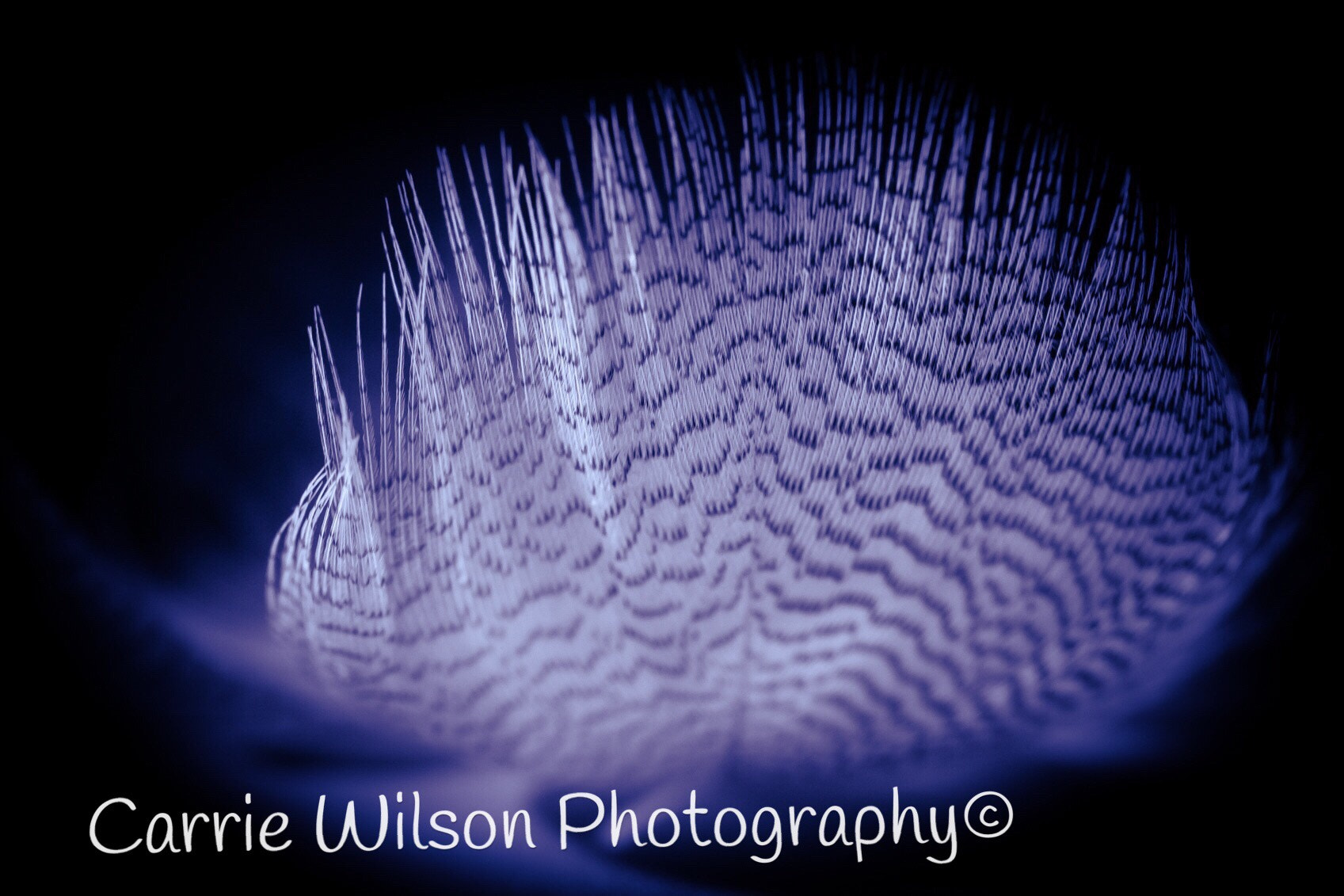 Nikon AF-S DX Micro Nikkor 40mm F2.8 sample photo. Fine whisper feather photography