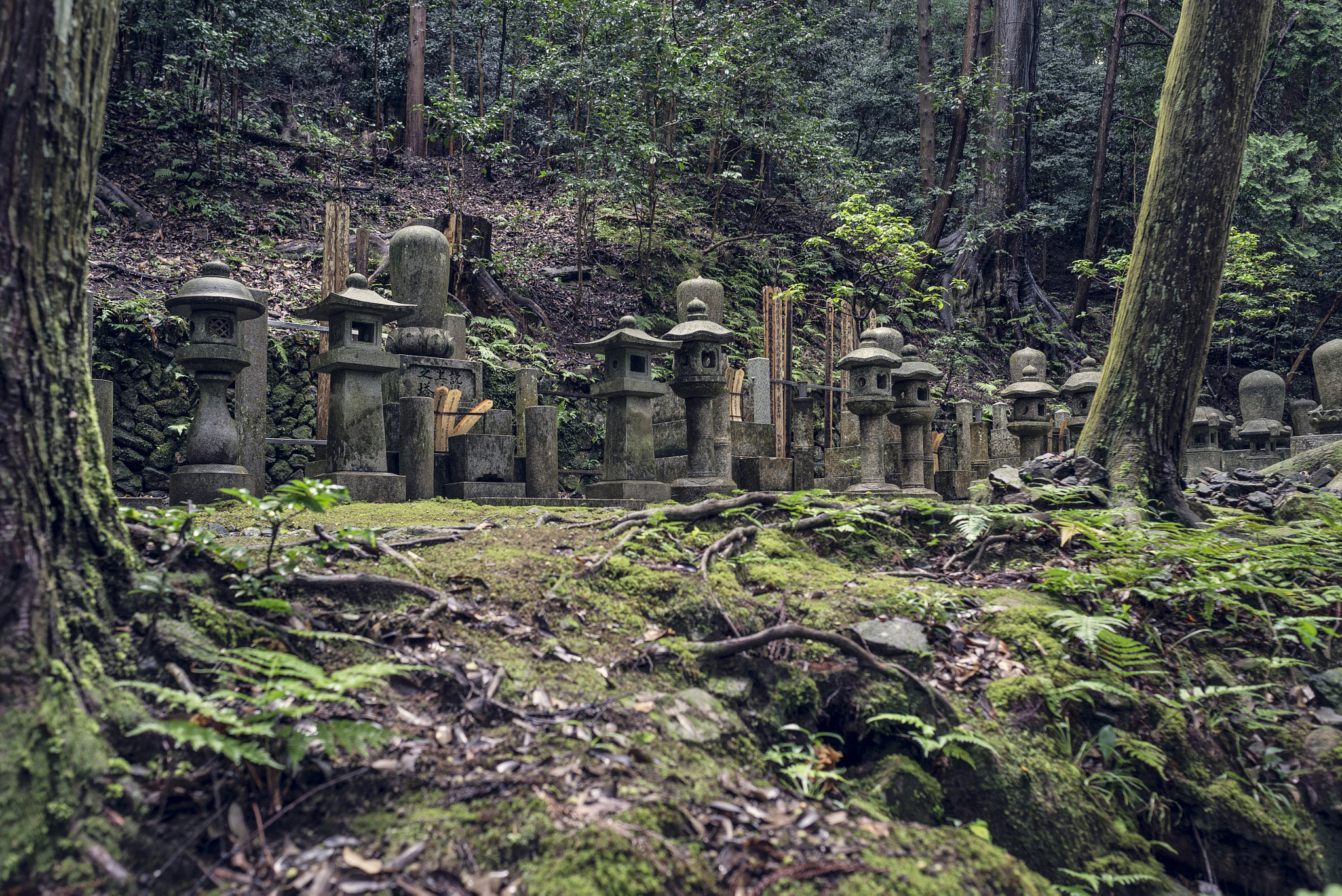 Nikon D610 + AF Nikkor 24mm f/2.8 sample photo. Cementerio kioto photography