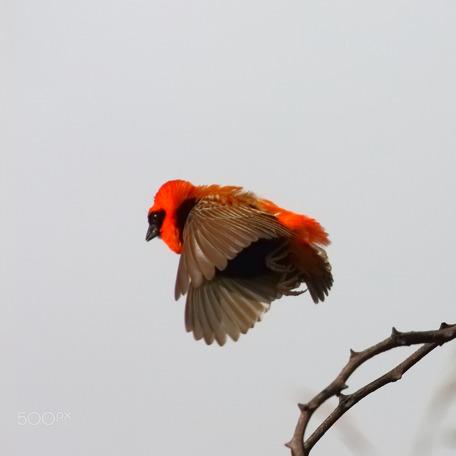 Canon EF 100-400mm F4.5-5.6L IS USM sample photo. Display flight photography