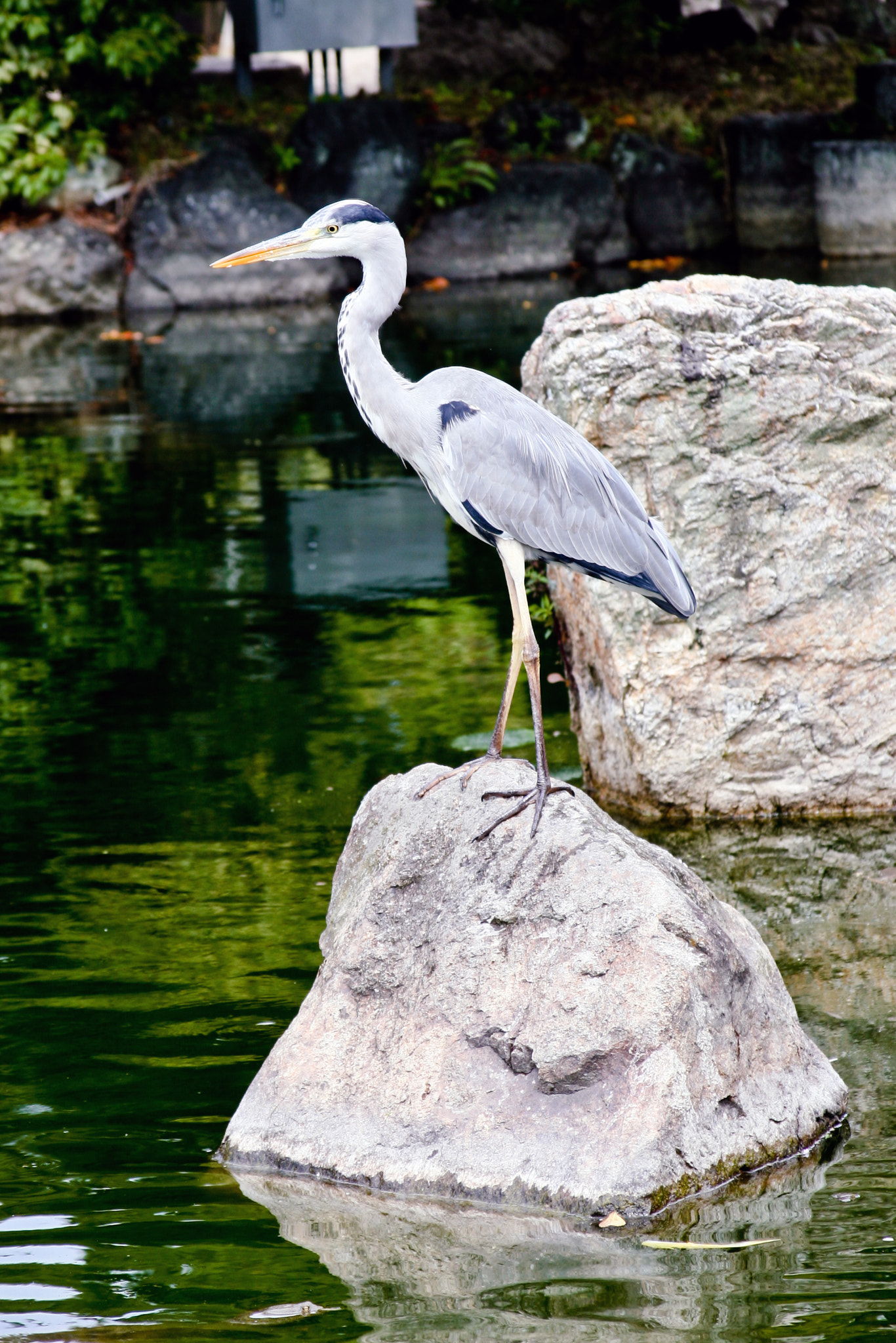 Canon EF 28-135mm F3.5-5.6 IS USM sample photo. Stork photography