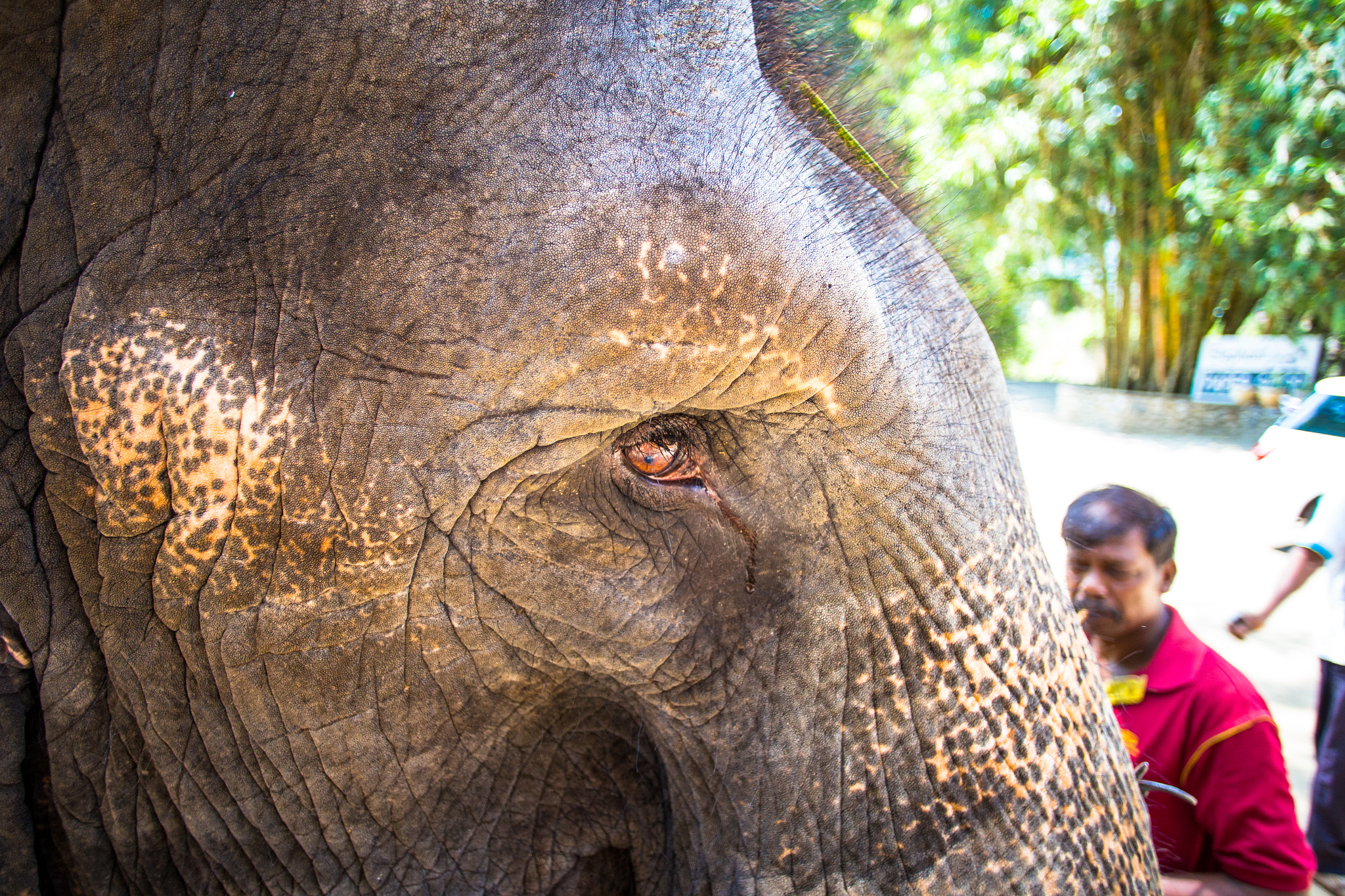 Canon EOS 6D + Canon EF 20mm F2.8 USM sample photo. Photos from kandy. photography