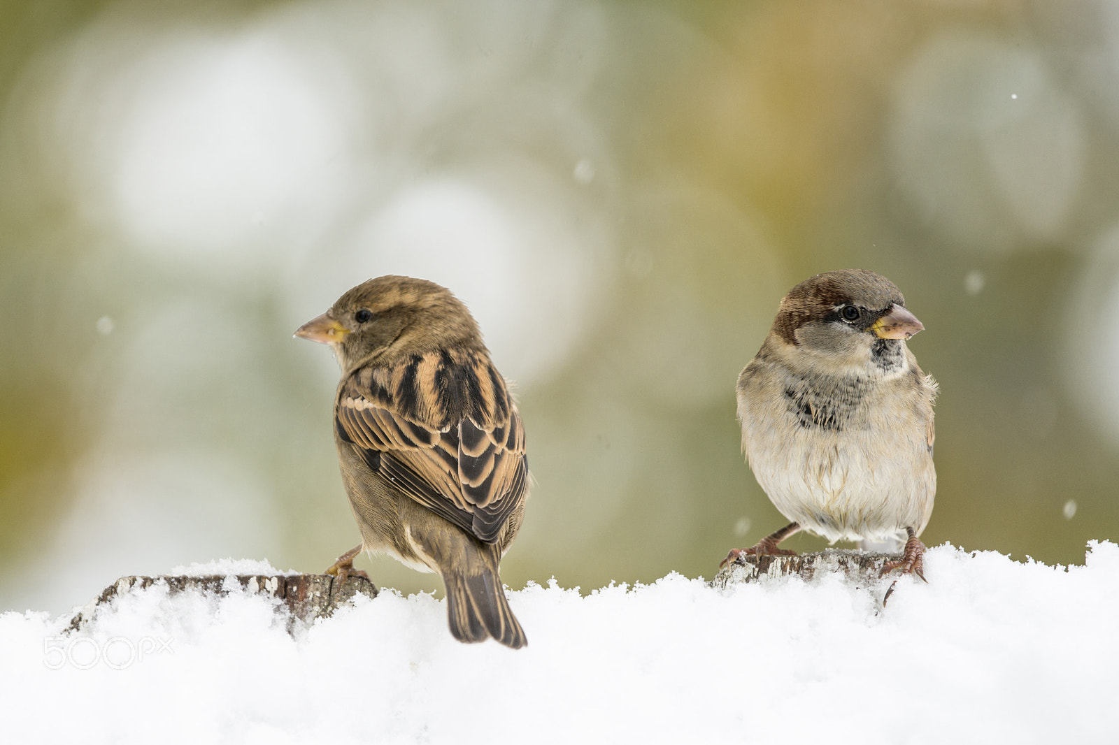 Sony a99 II + Sony 70-400mm F4-5.6 G SSM sample photo. Dsc photography