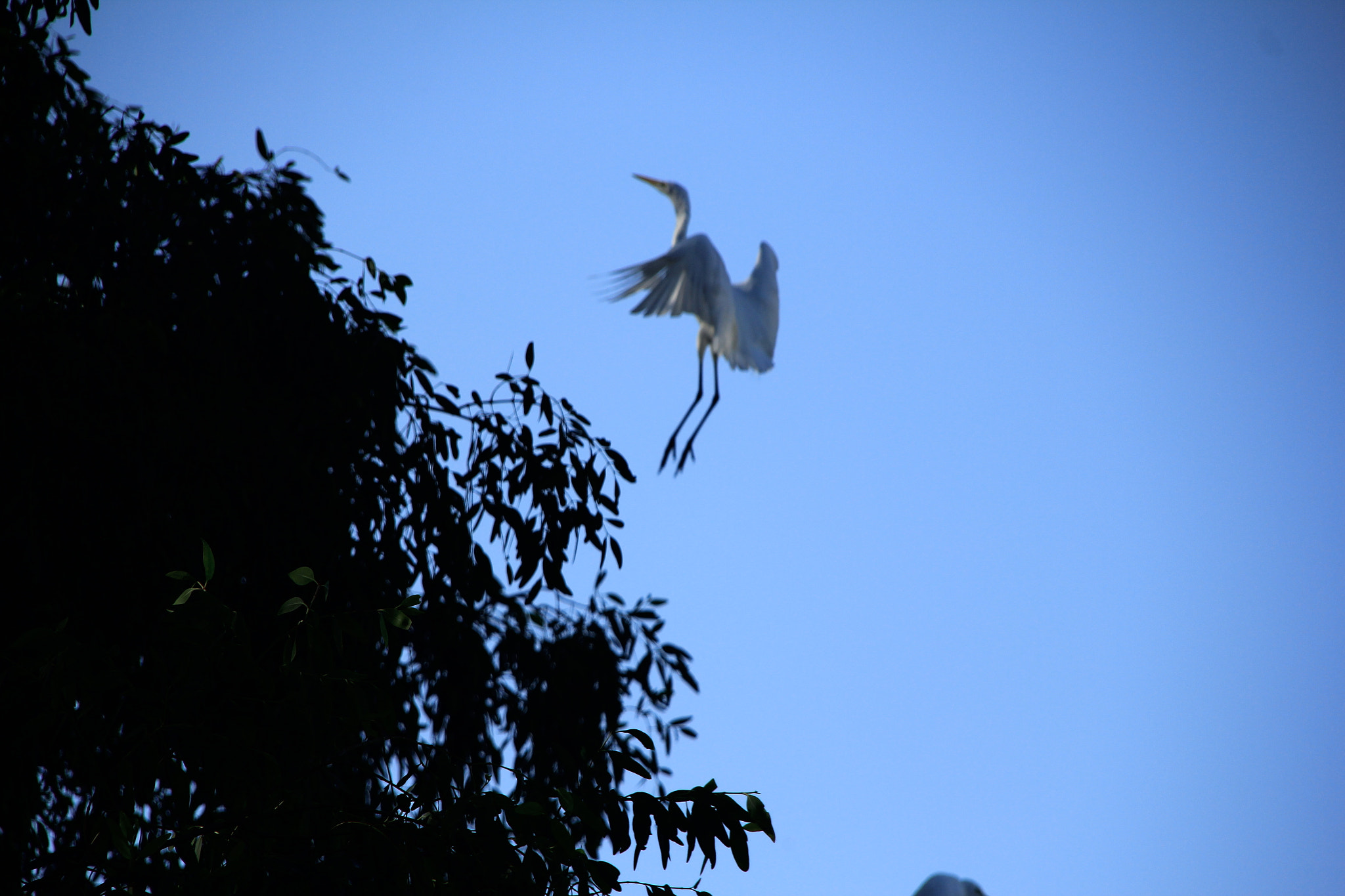 Canon EOS 60D sample photo. Egretta,sanya river,china photography