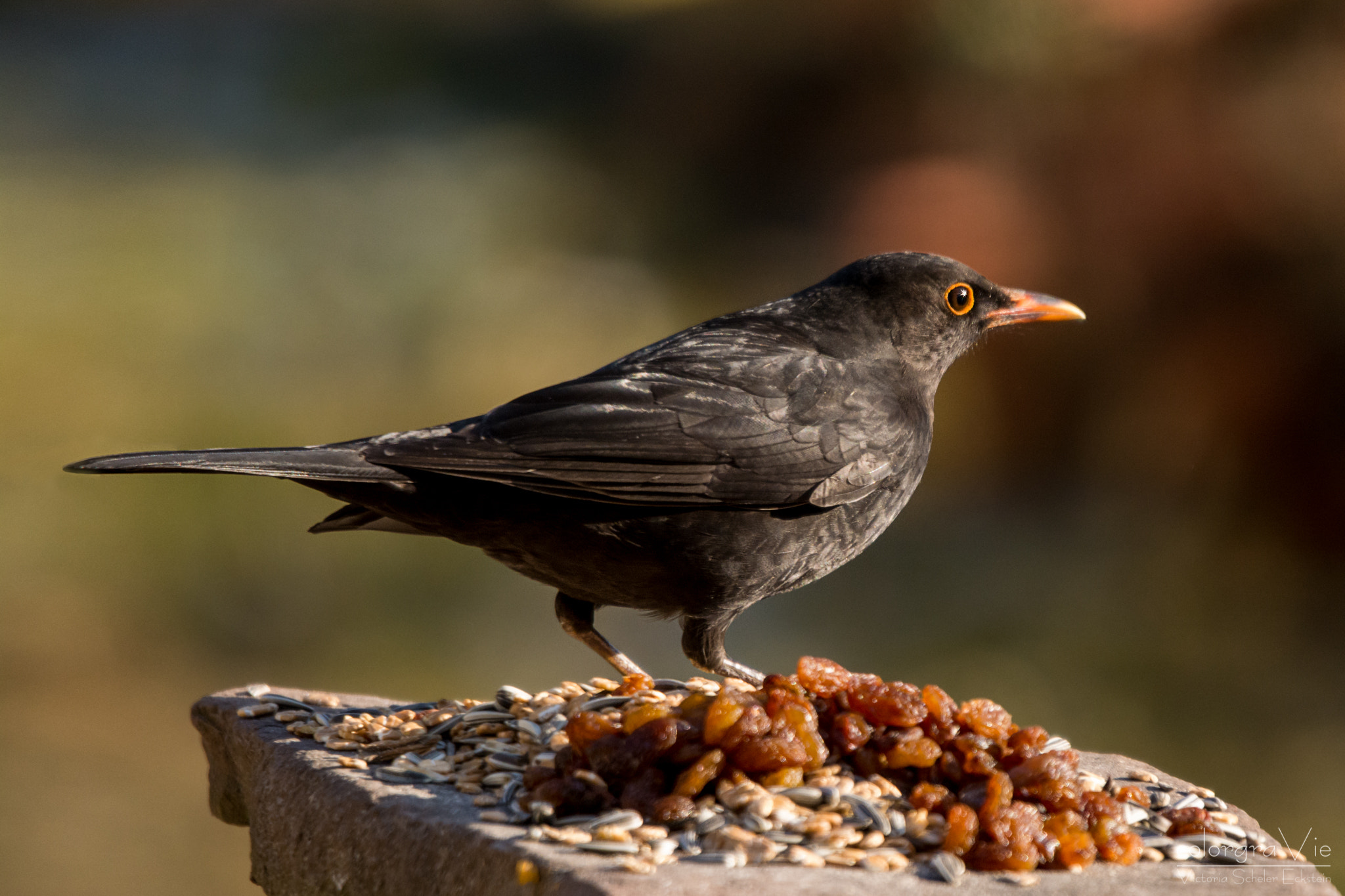 Nikon D5200 + Sigma 70-200mm F2.8 EX DG OS HSM sample photo. Blackbird photography