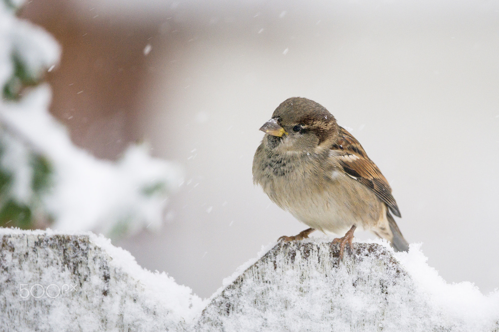 Sony 70-400mm F4-5.6 G SSM sample photo. Animals photography