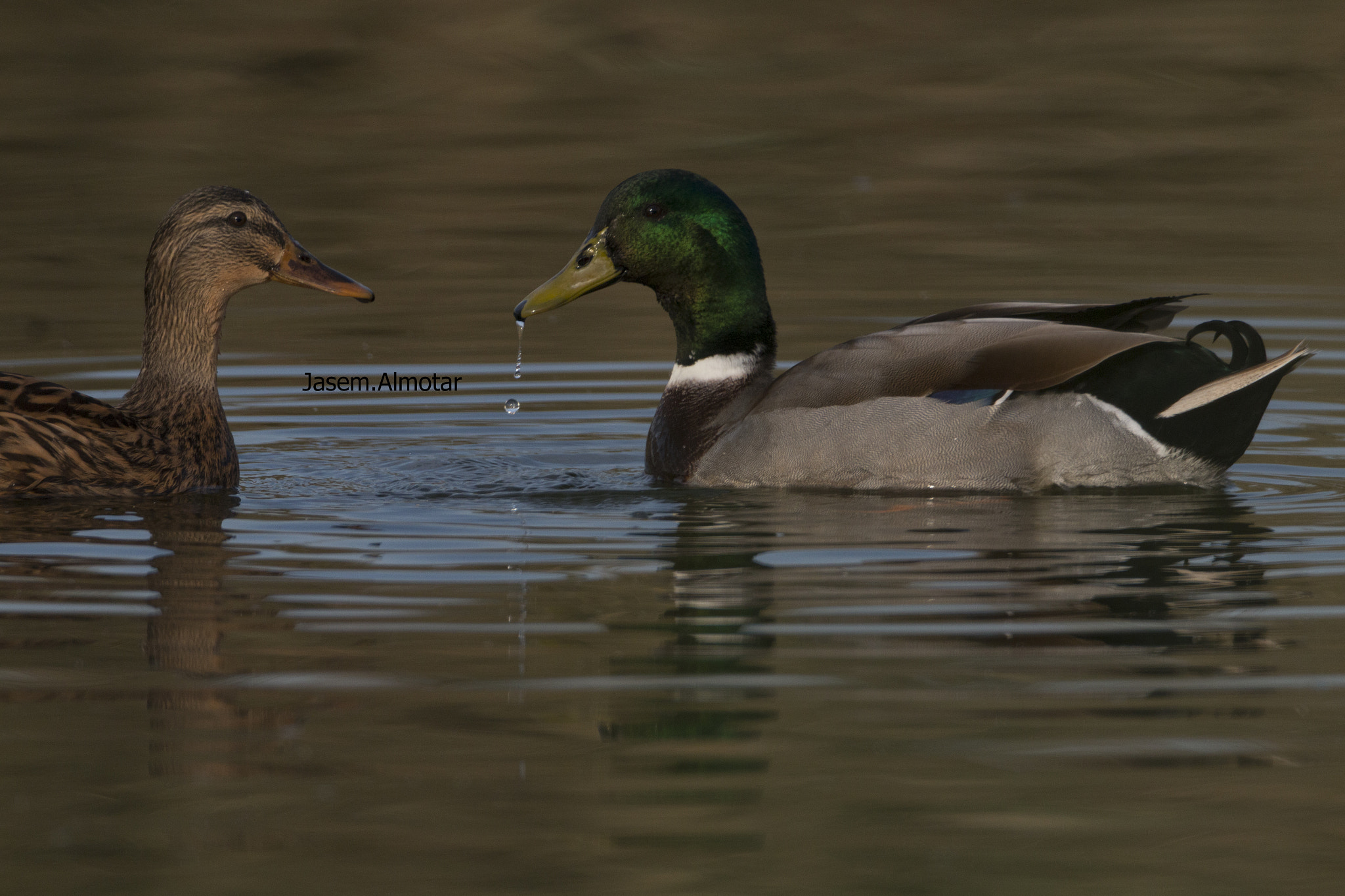 Canon EOS 70D + Canon EF 800mm F5.6L IS USM sample photo. Mallard photography