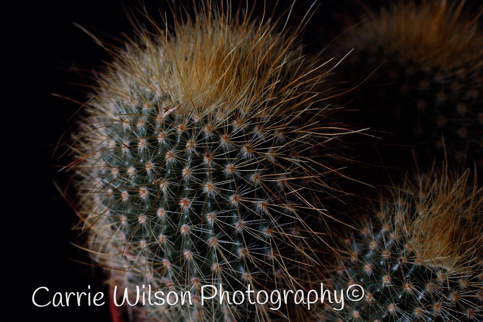 Nikon AF-S DX Micro Nikkor 40mm F2.8 sample photo. Spikes beauty photography