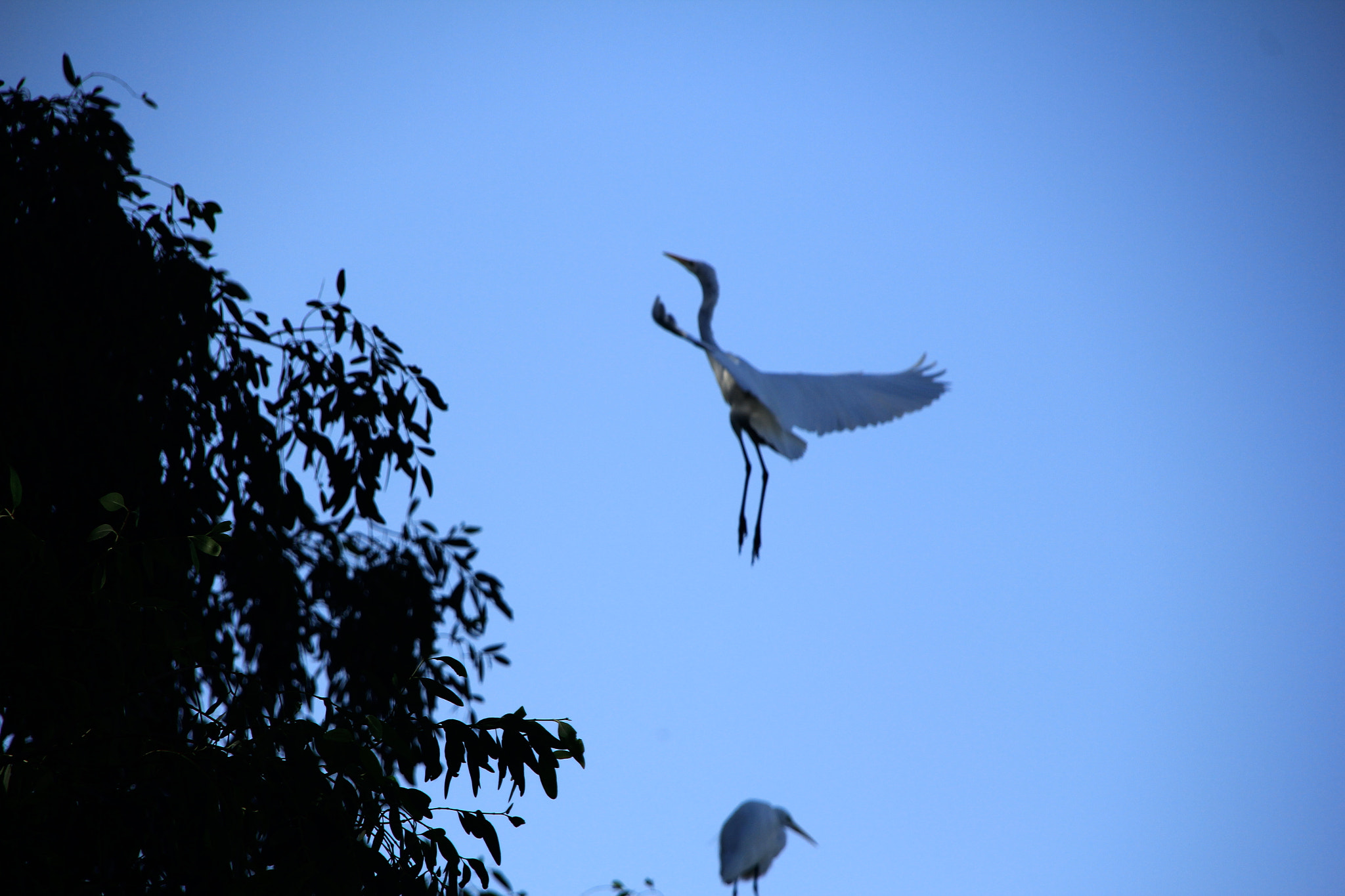 Canon EOS 60D sample photo. Wing of egretta, sanya river,china photography
