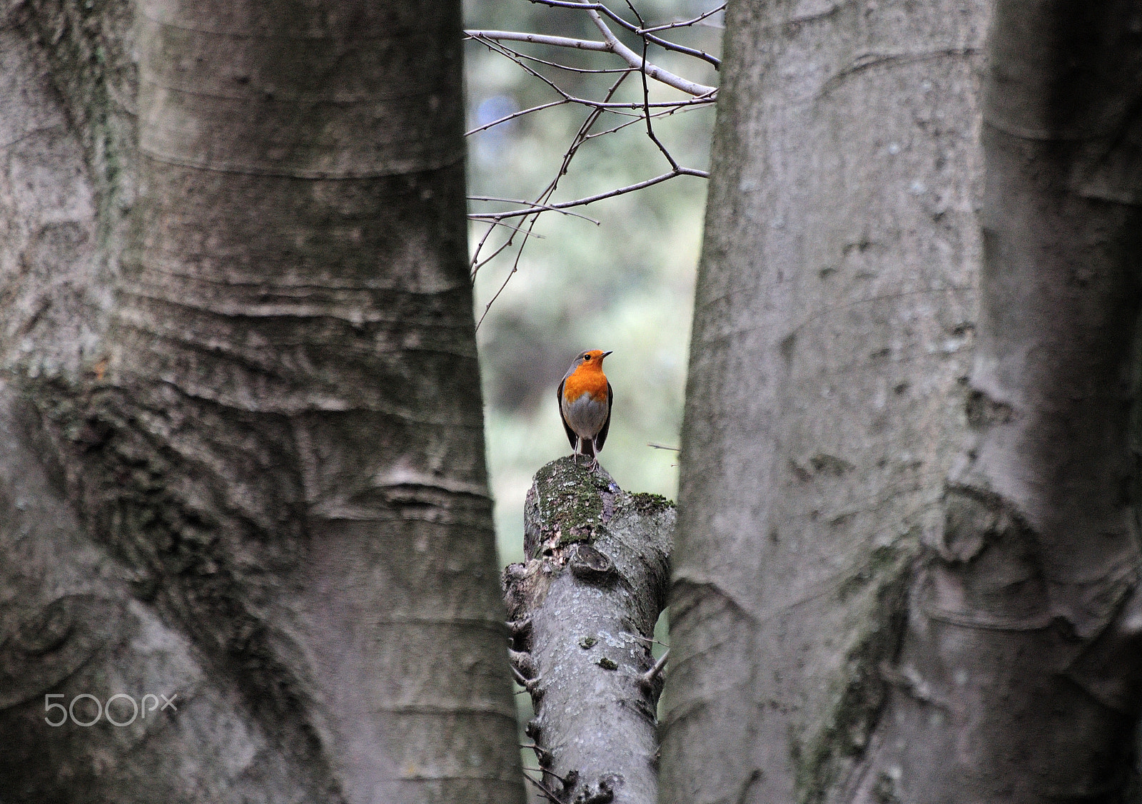 Nikon D5000 sample photo. I see you... silly photographer. photography