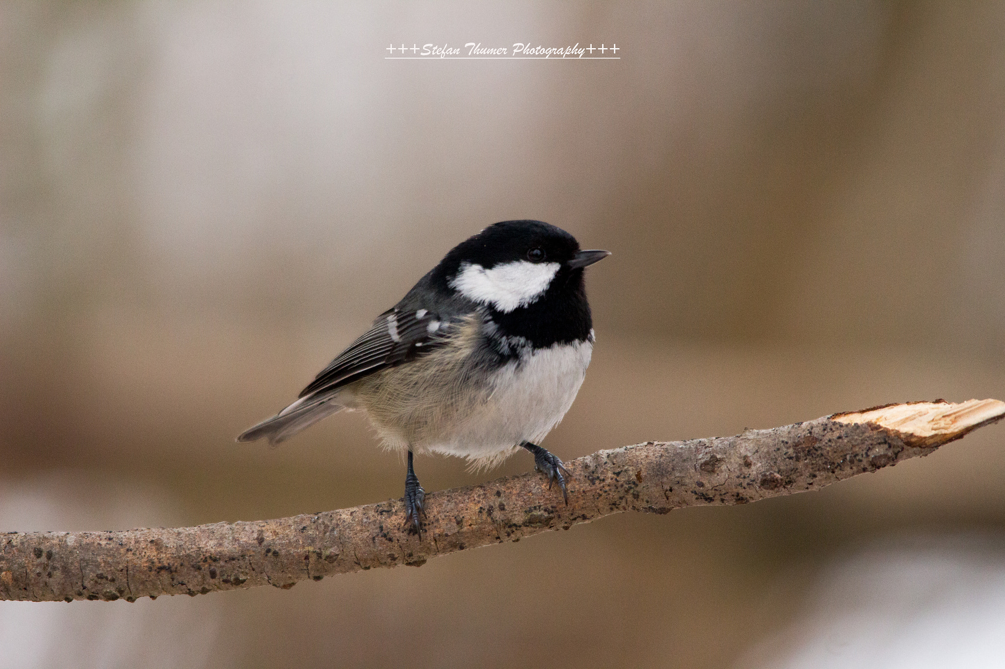 Sigma 150-500mm F5-6.3 DG OS HSM sample photo. Tannenmeise photography
