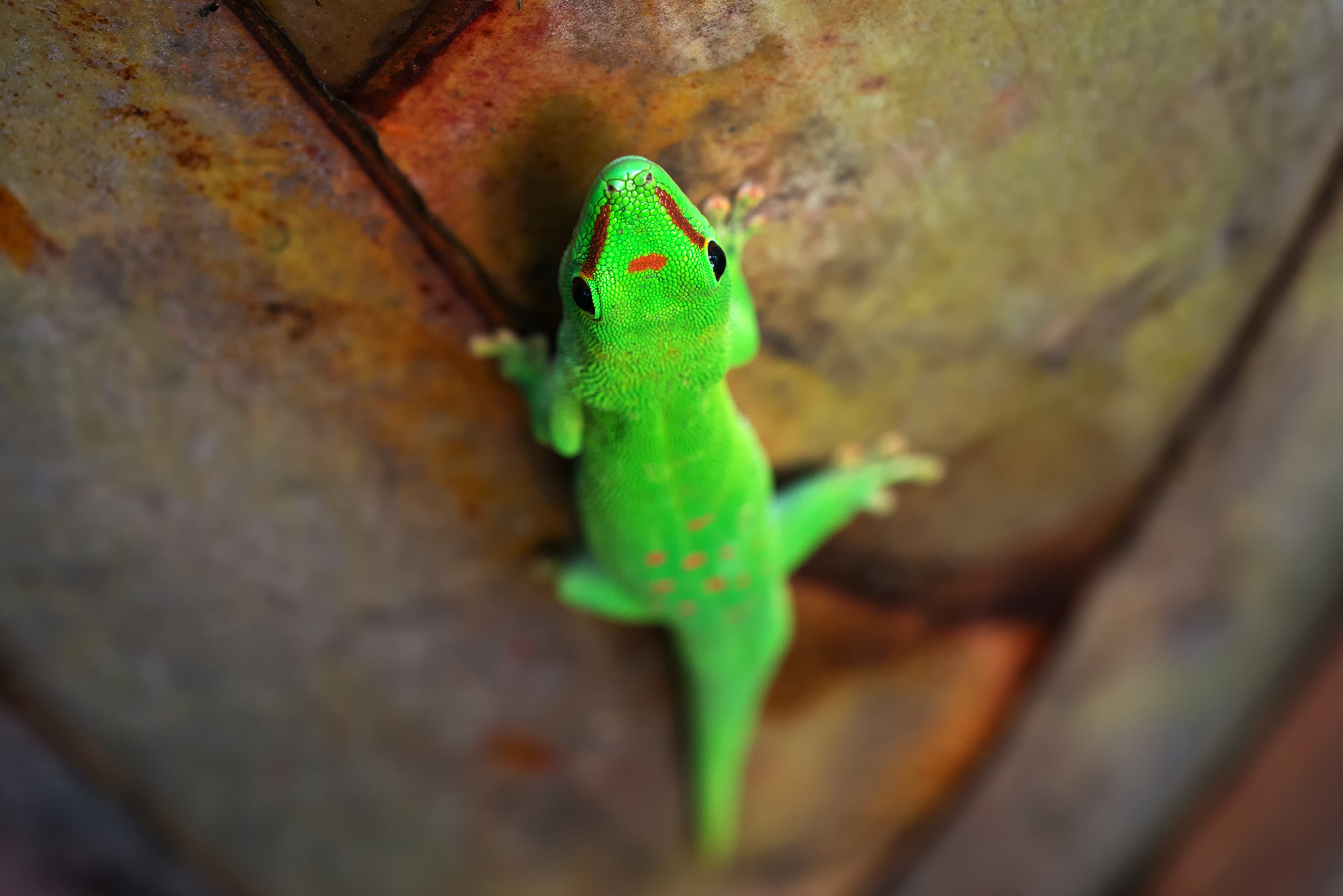 Nikon D800 + AF Micro-Nikkor 55mm f/2.8 sample photo. Climbing gecko photography