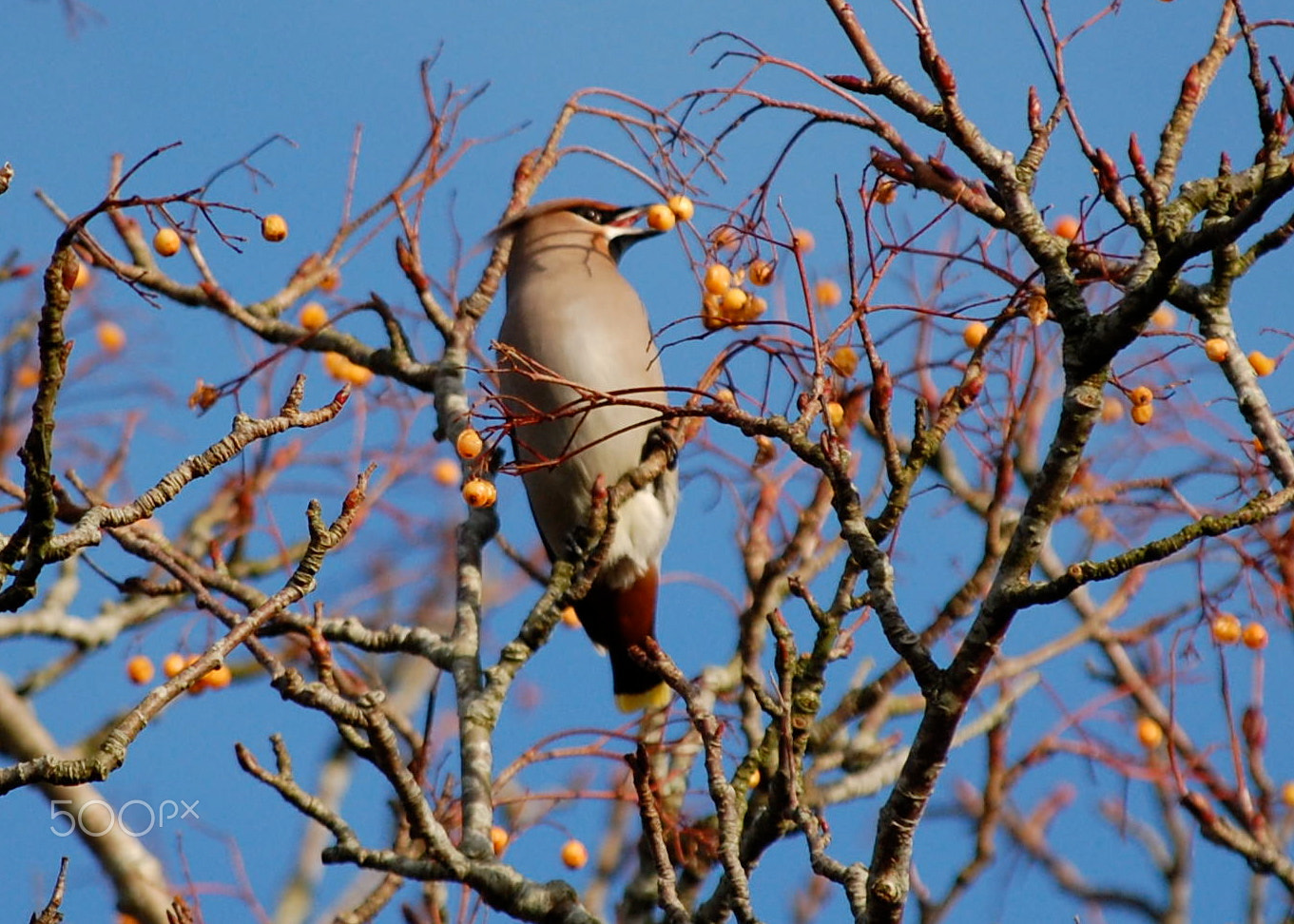 Nikon D40 sample photo. Waxwing photography