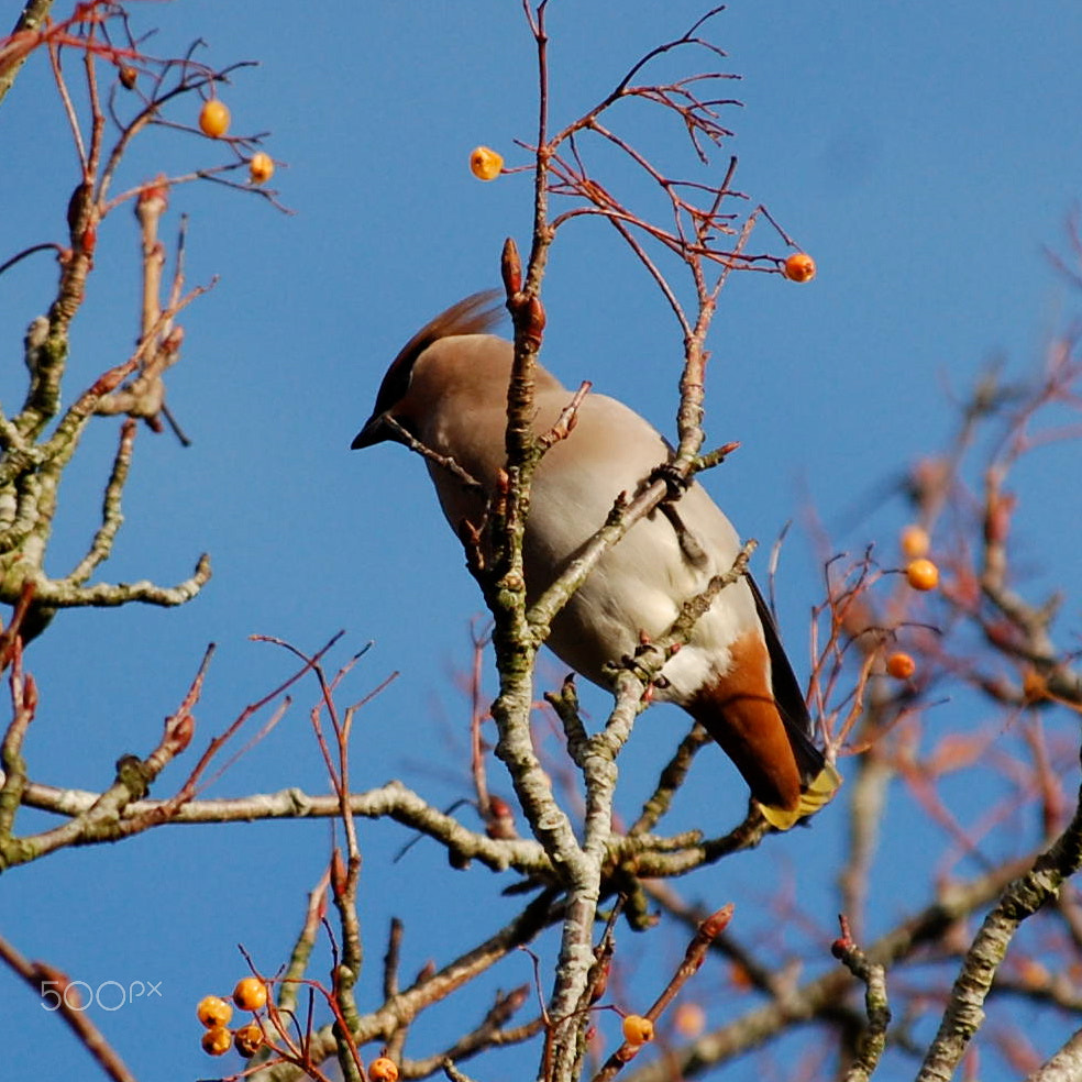 Nikon D40 sample photo. Waxwing photography