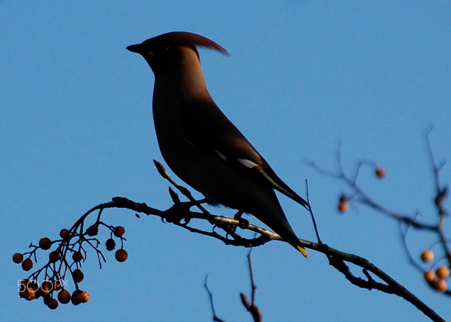 Nikon D40 sample photo. Waxwing photography