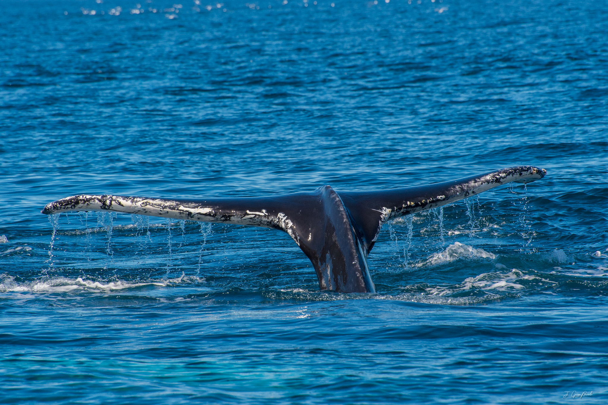 Nikon D4S sample photo. Tail of whale - husavik "iceland" photography